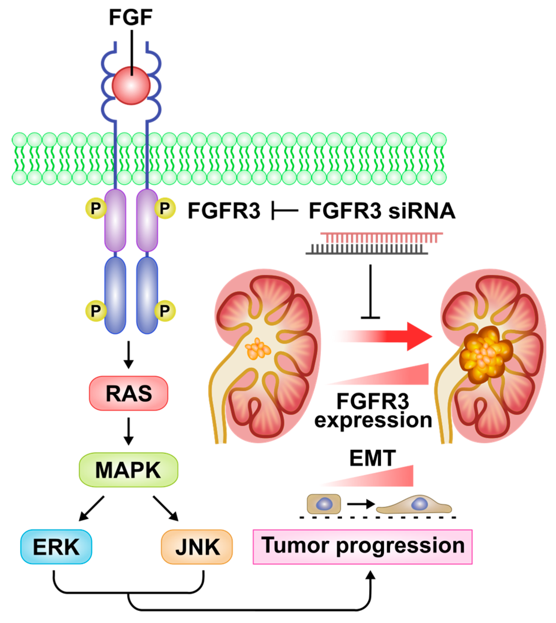 Ijms 24 01776 g008 Ijms 24 01776 g008