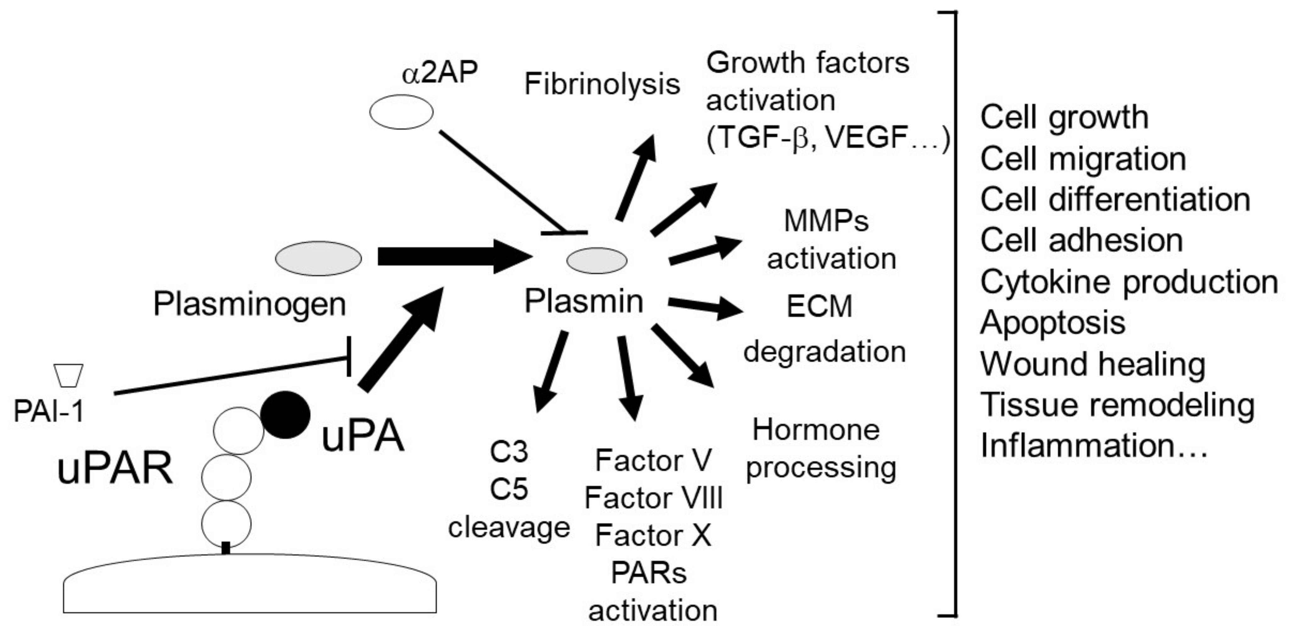 Ijms 24 01796 g002 Ijms 24 01796 g002