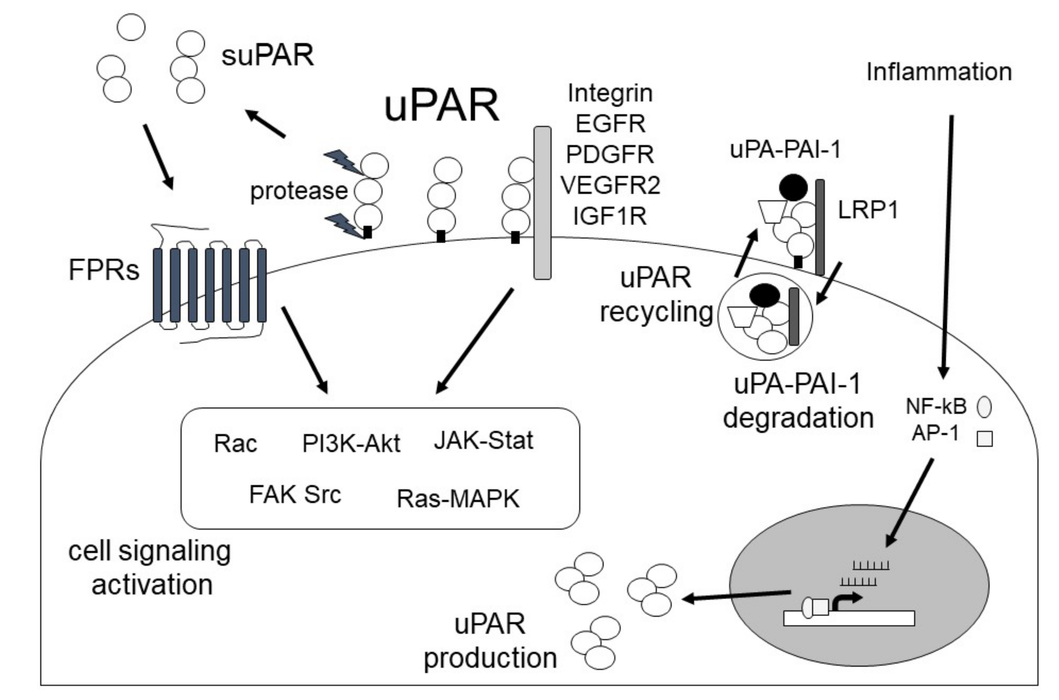 Ijms 24 01796 g004 Ijms 24 01796 g004
