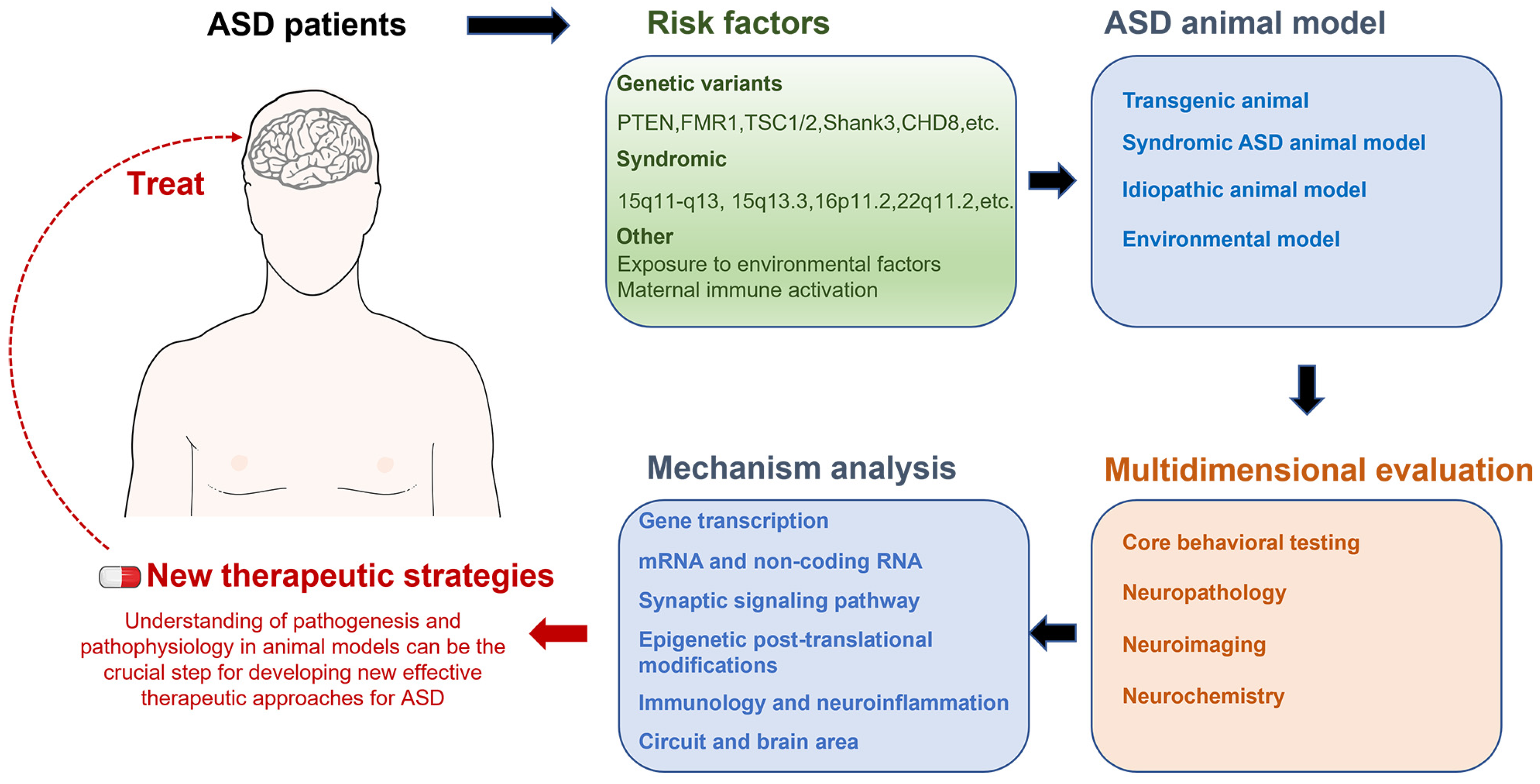 Autism Spectrum Disorder: Neurodevelopmental Risk Factors, Biological ...