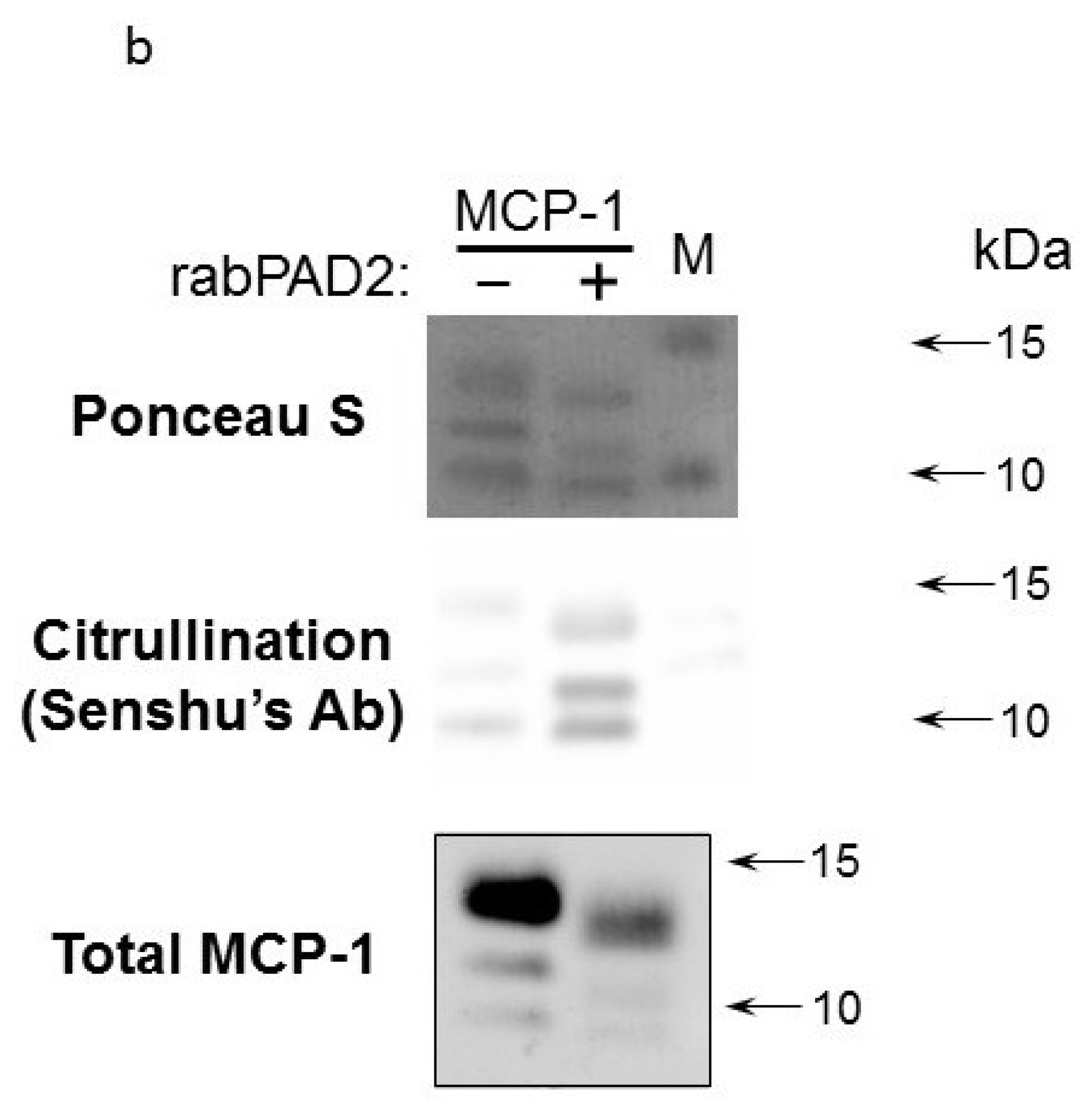 Ijms 24 01862 g001b Ijms 24 01862 g001b