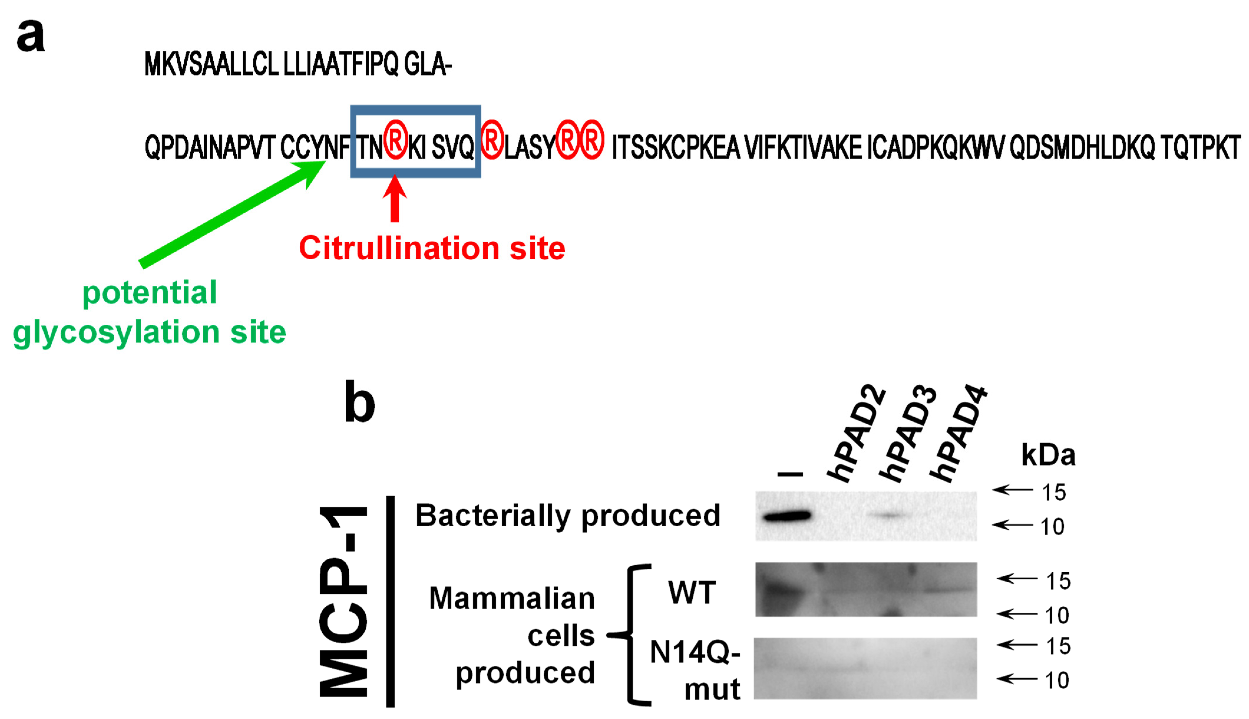 Ijms 24 01862 g004 Ijms 24 01862 g004