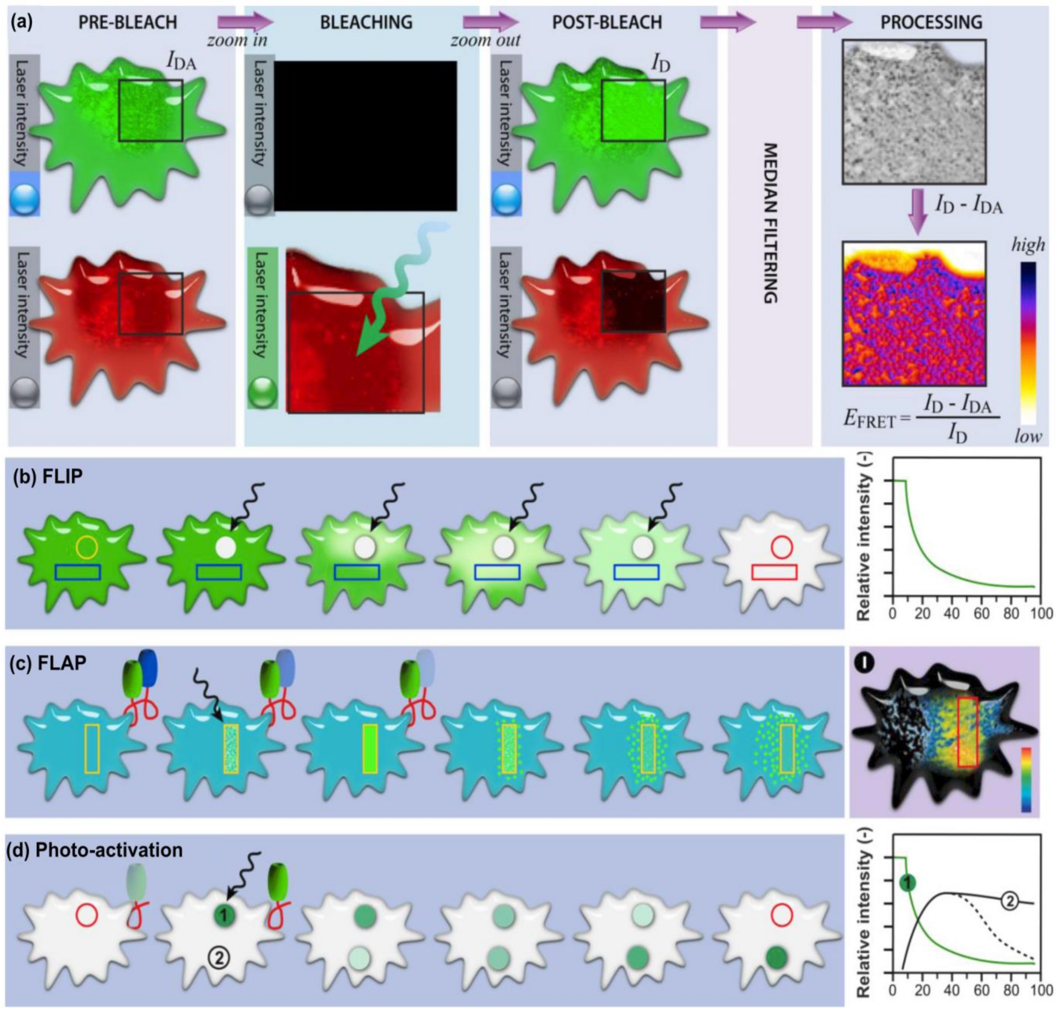 Ijms 24 01912 g011 Ijms 24 01912 g011