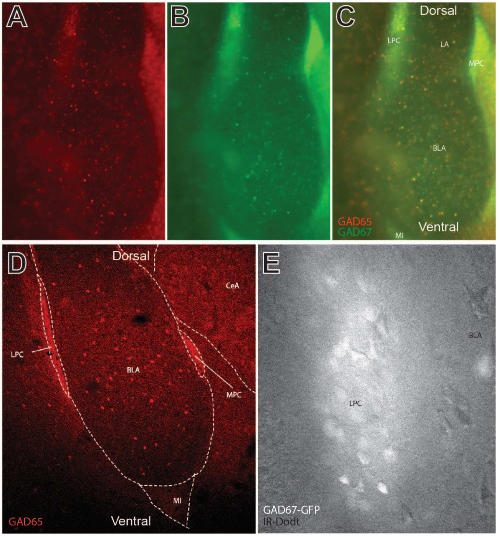 Ijms 24 01929 g001 Ijms 24 01929 g001