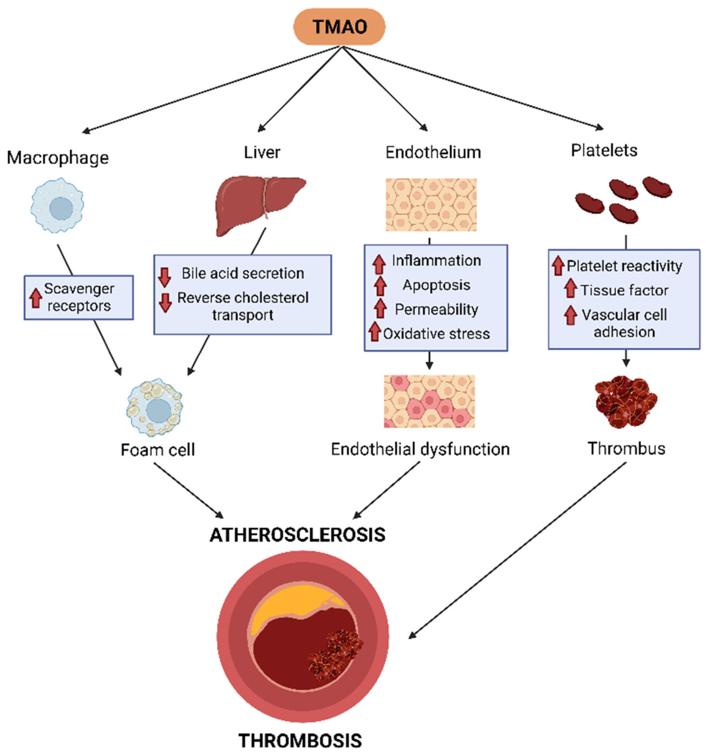 Ijms 24 01940 g002 Ijms 24 01940 g002