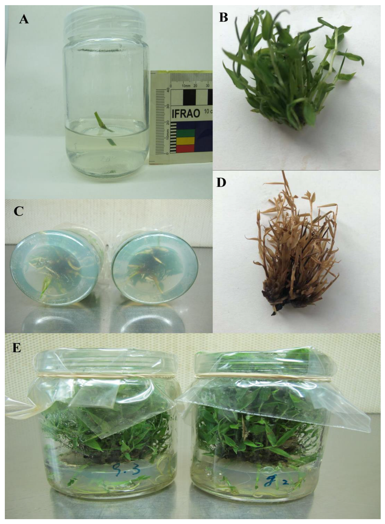 Ijms 24 01942 g006 Ijms 24 01942 g006