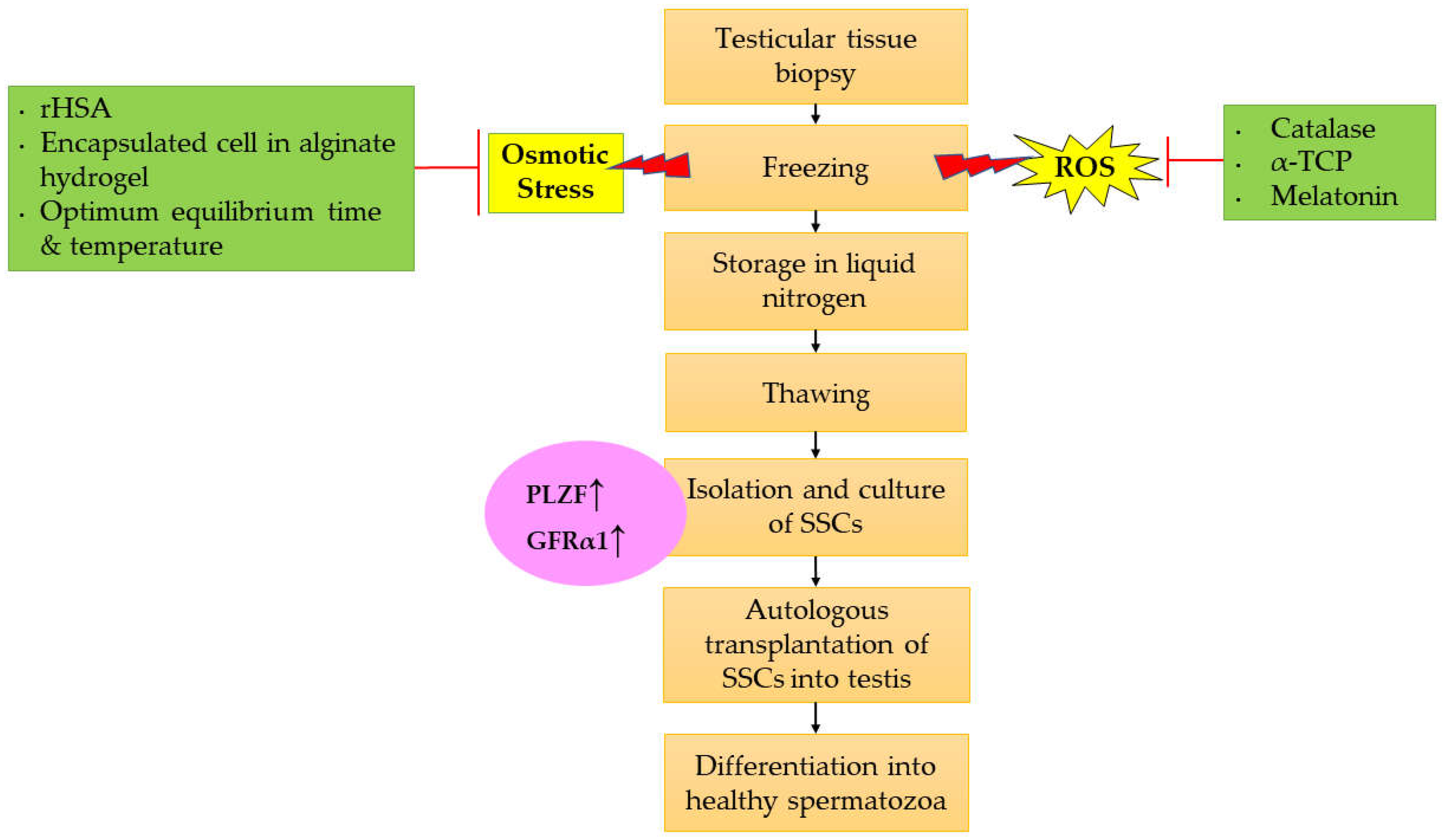 Ijms 24 01945 g002 Ijms 24 01945 g002
