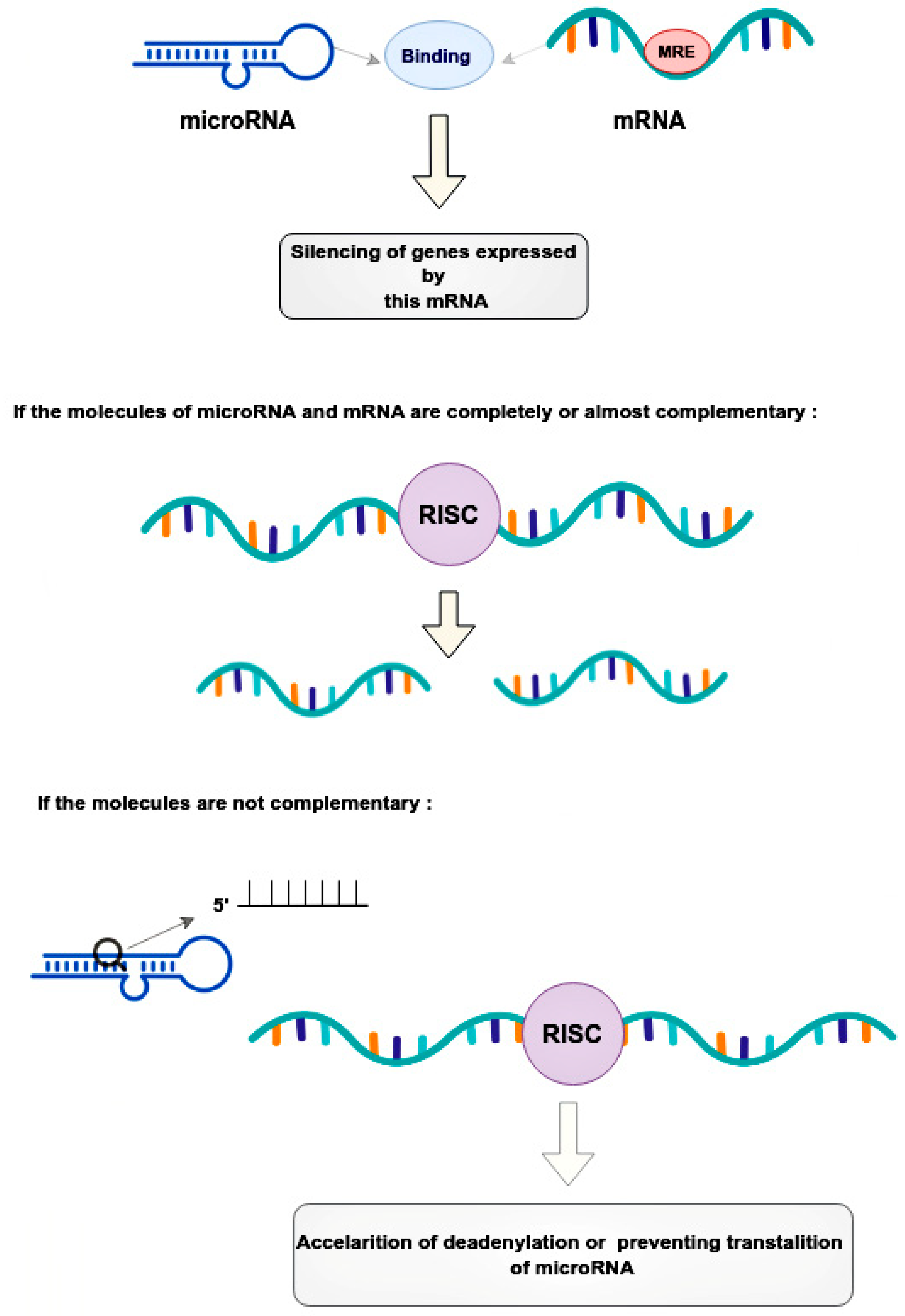 Ijms 24 01980 g002 Ijms 24 01980 g002