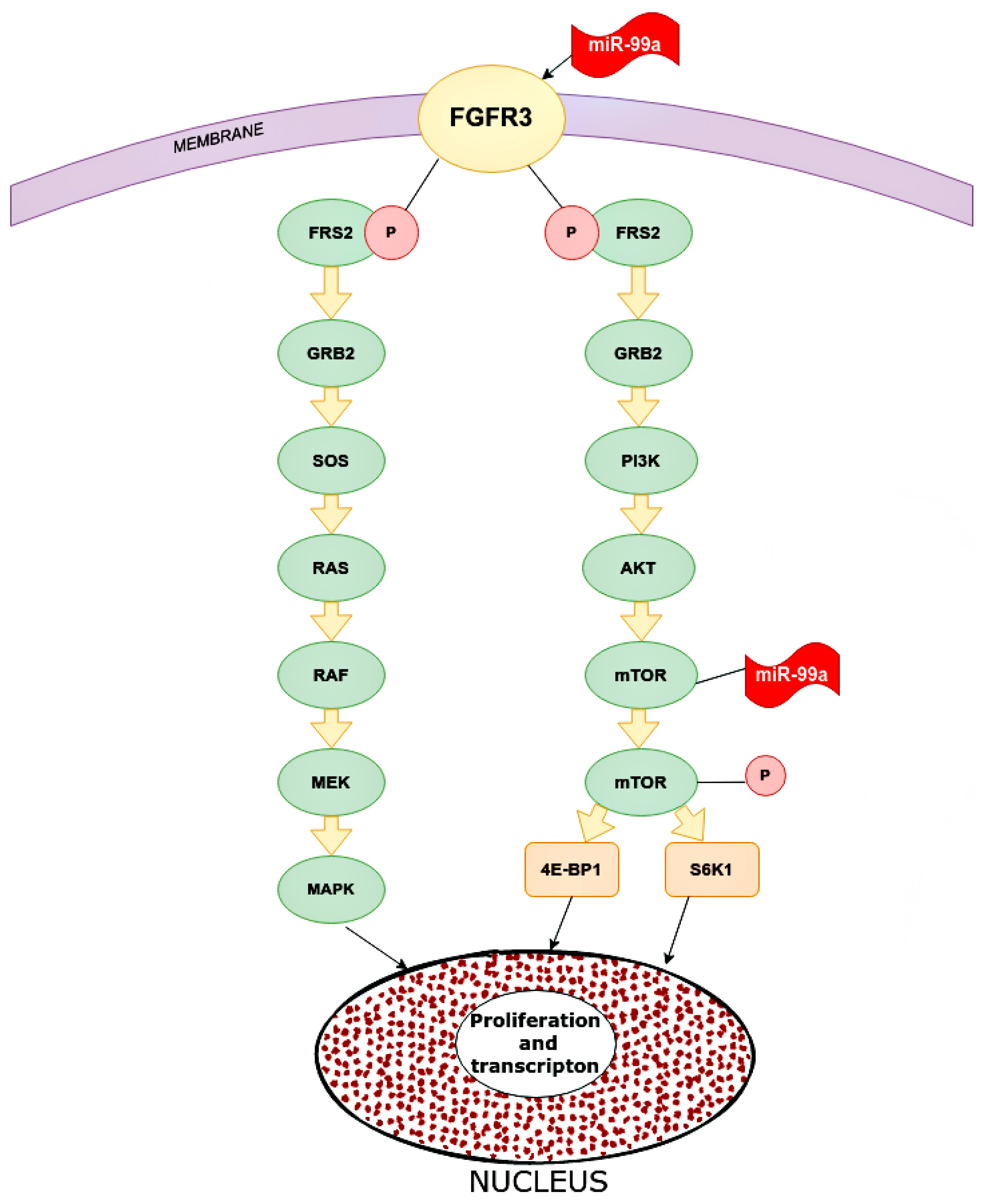Ijms 24 01980 g006 Ijms 24 01980 g006