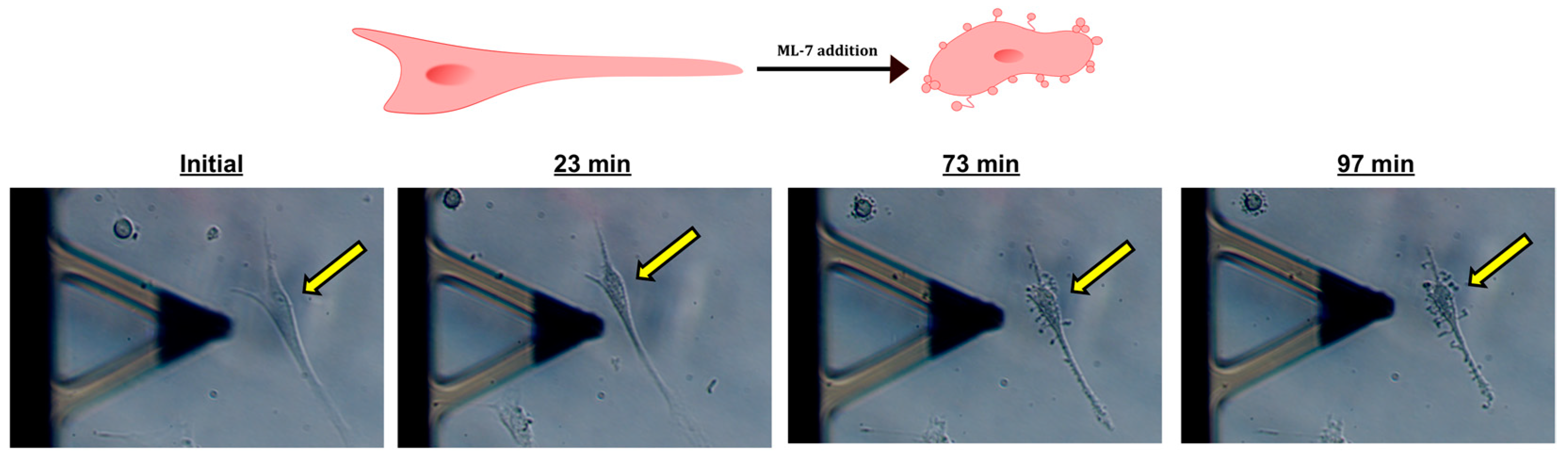 Ijms 24 02043 g005 Ijms 24 02043 g005