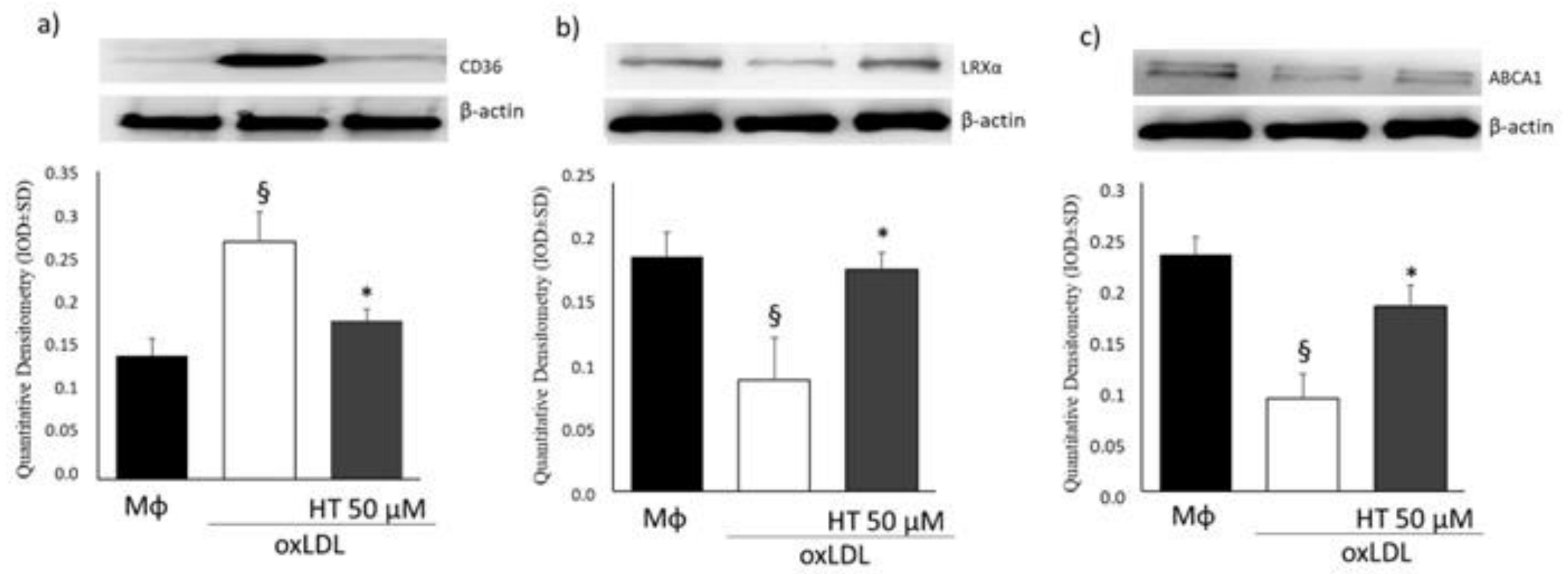 Ijms 24 02057 g004