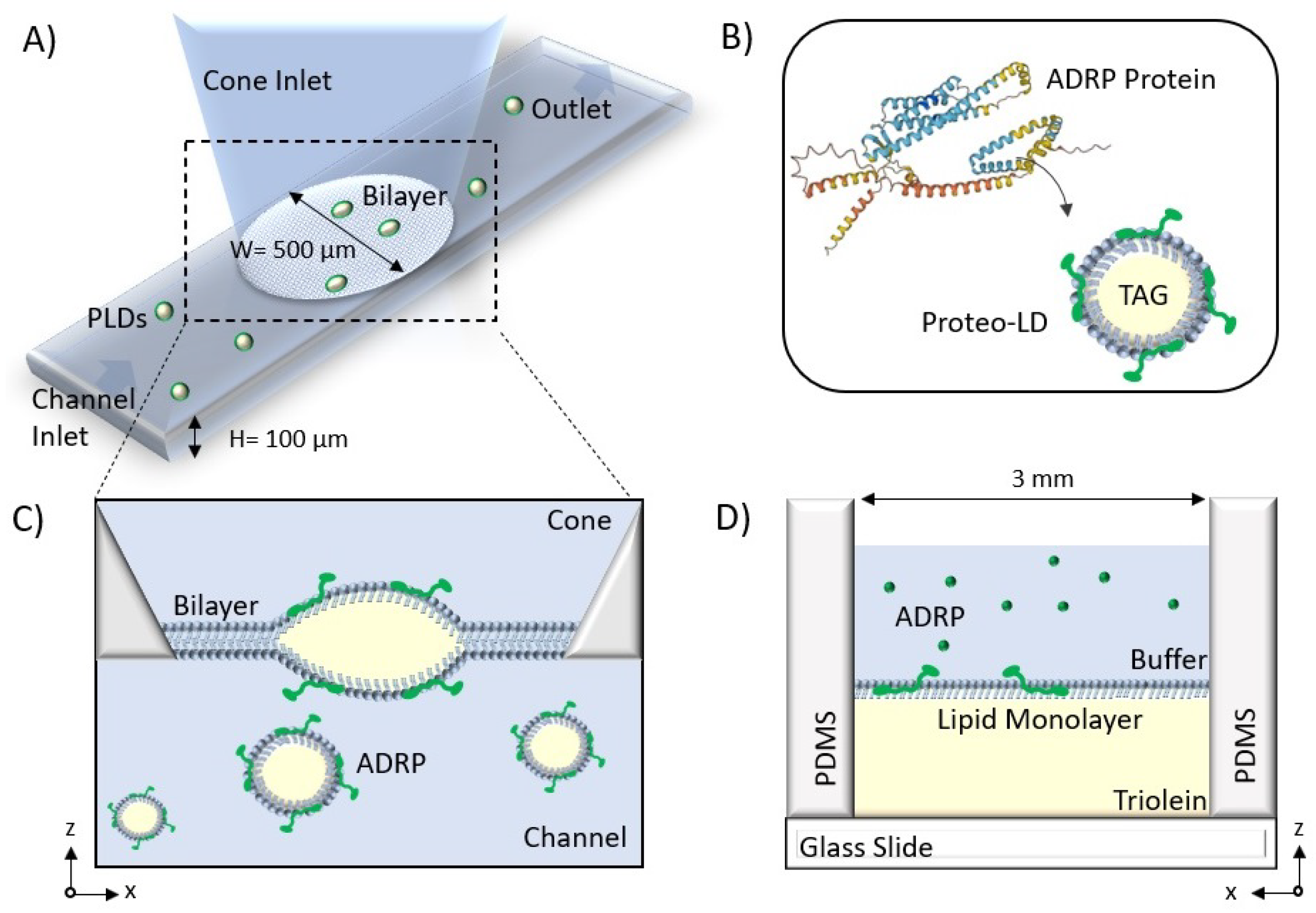 Ijms 24 02072 g001 Ijms 24 02072 g001