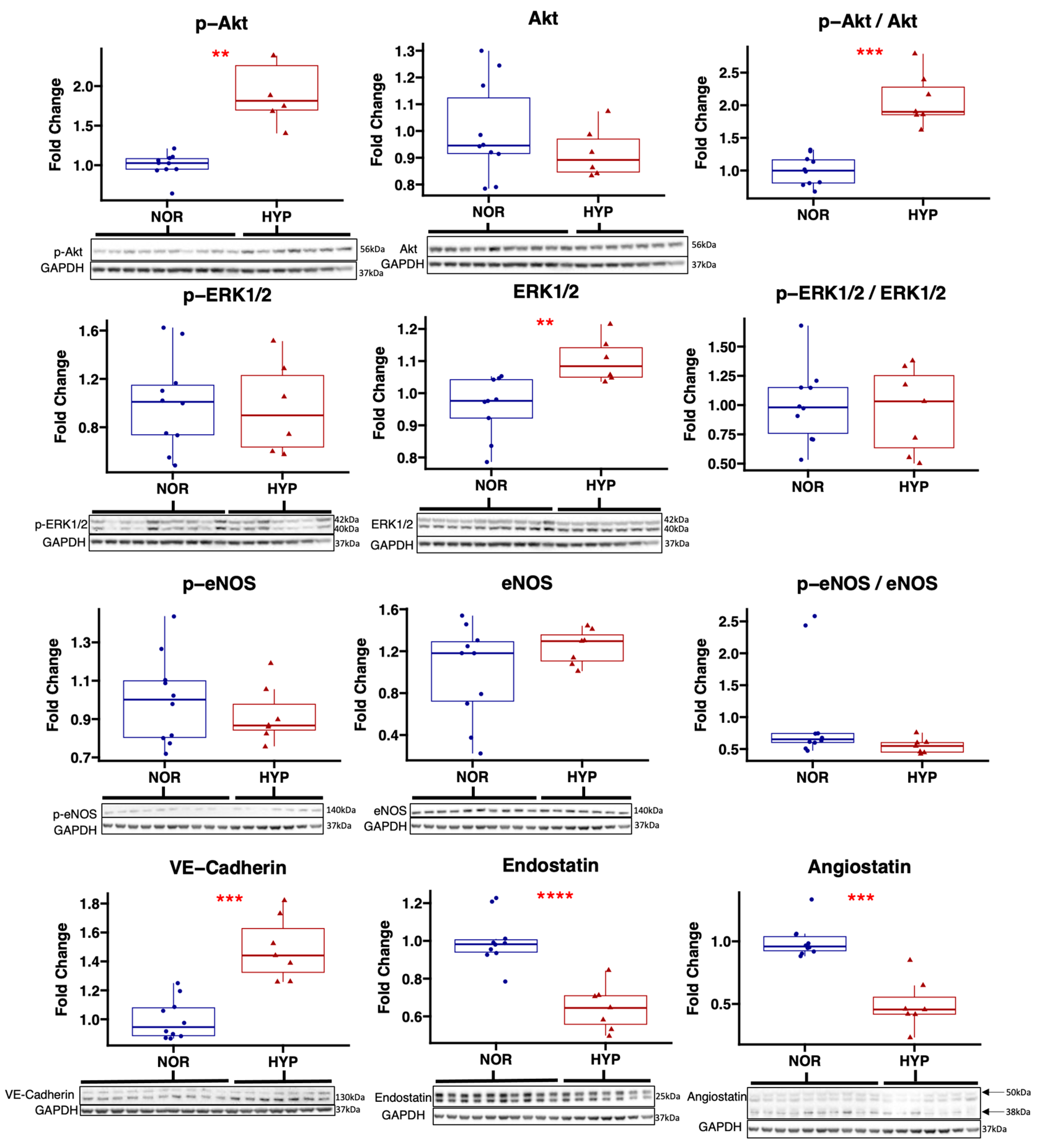 Ijms 24 02076 g004 Ijms 24 02076 g004