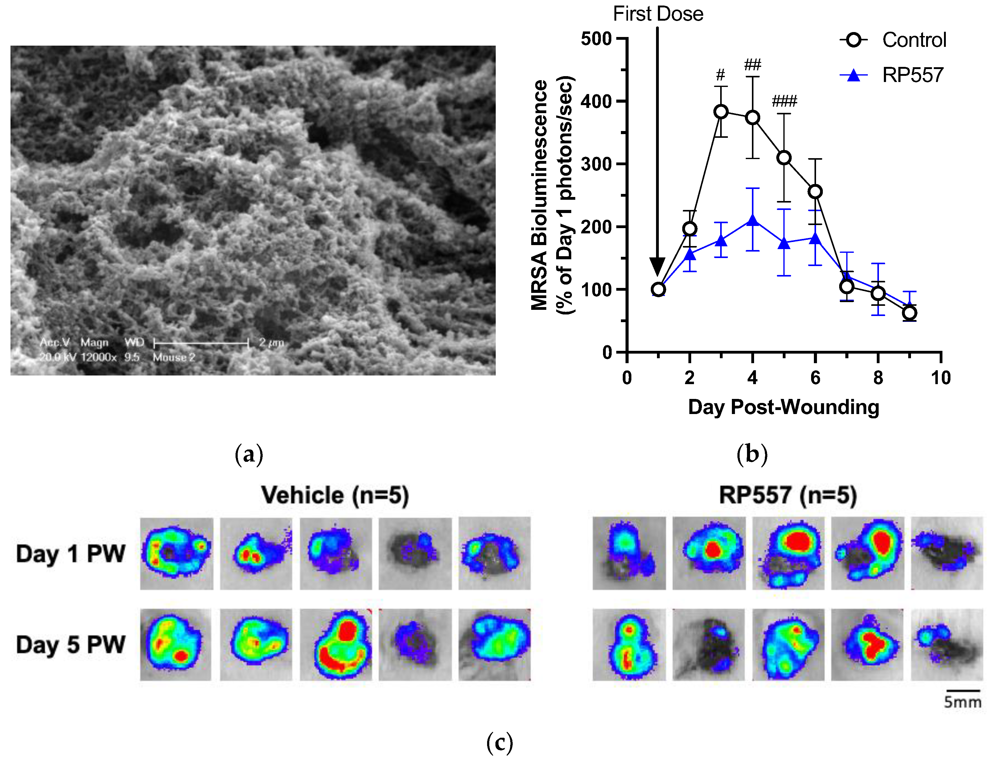 Ijms 24 02143 g004 Ijms 24 02143 g004