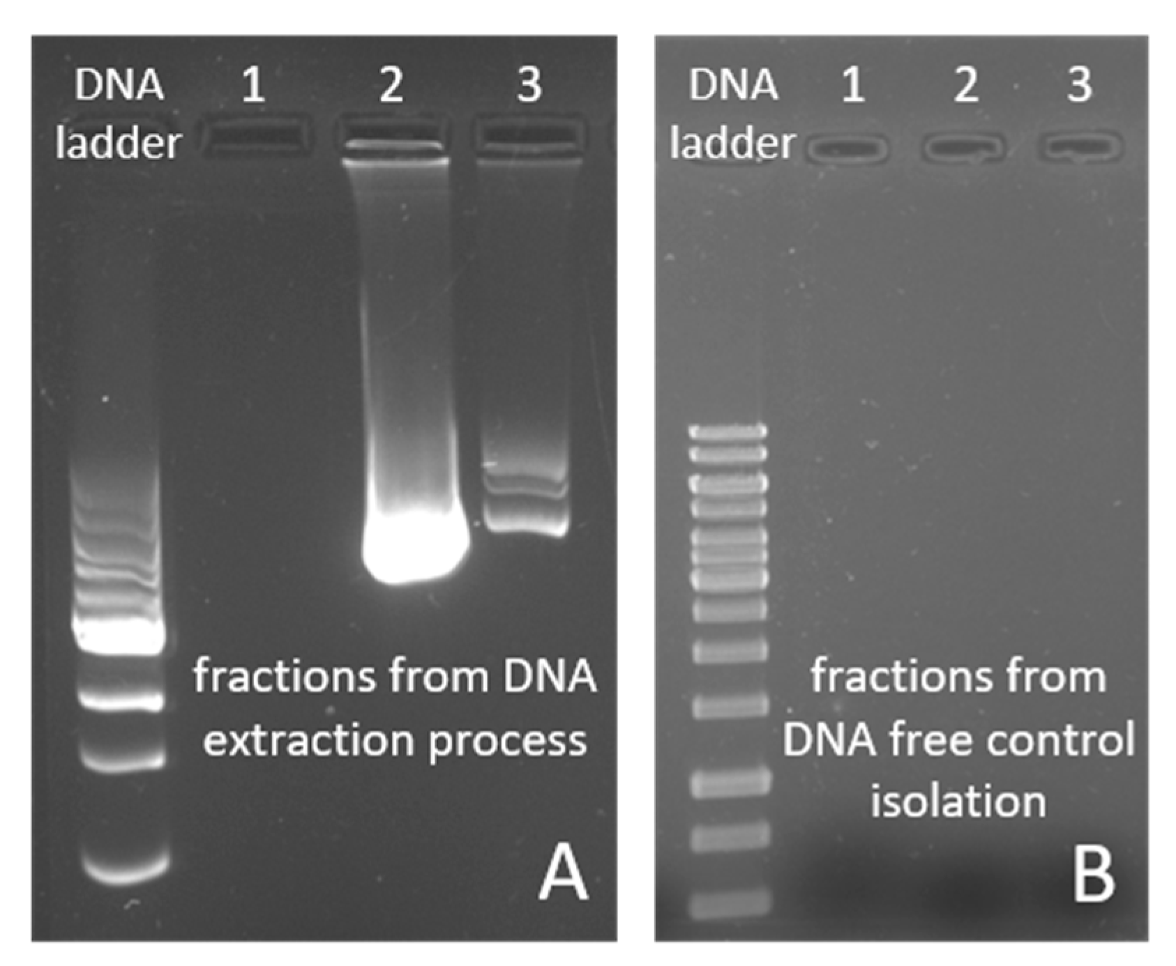 Ijms 24 02156 g006 Ijms 24 02156 g006