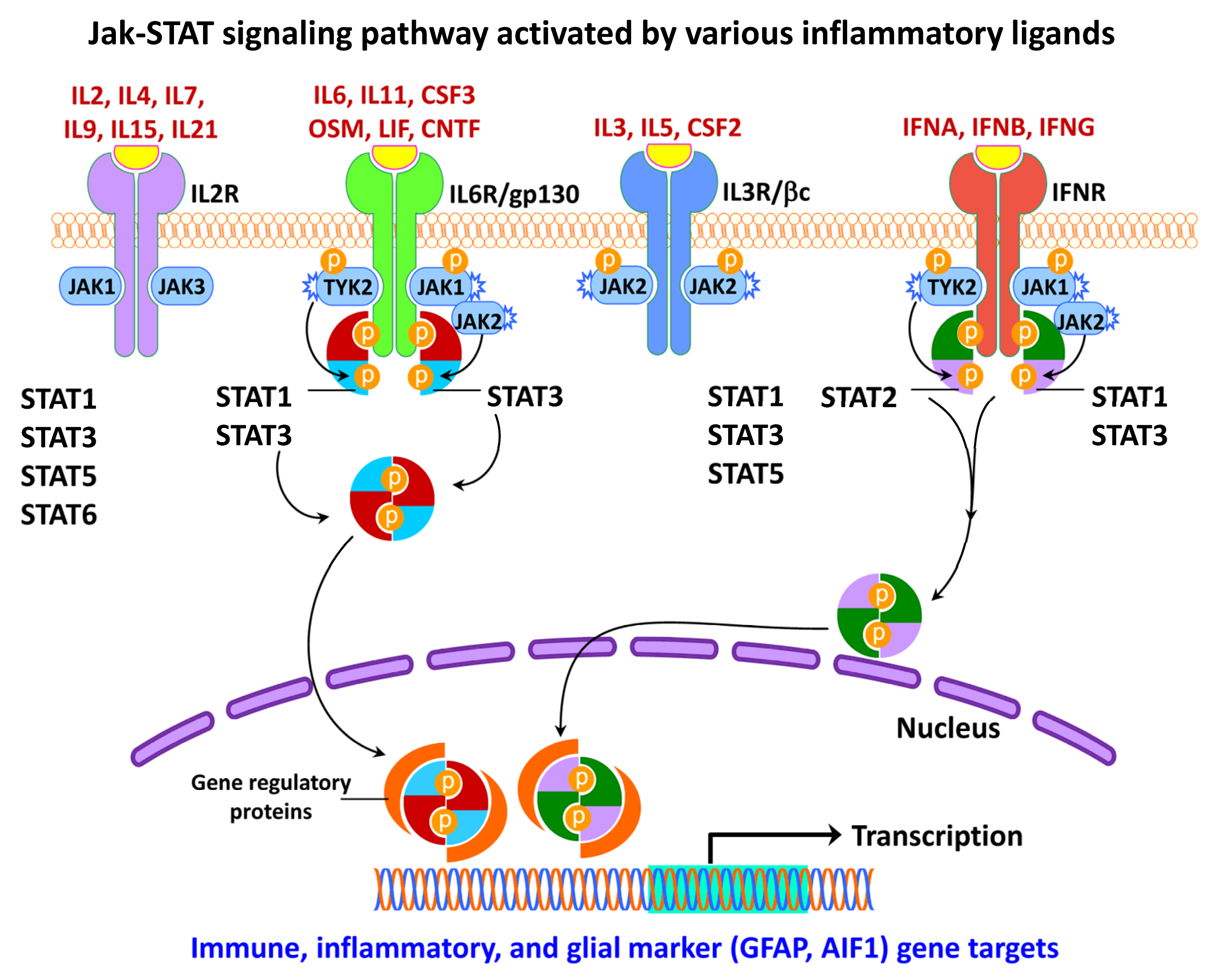 Ijms 24 02272 g007 Ijms 24 02272 g007