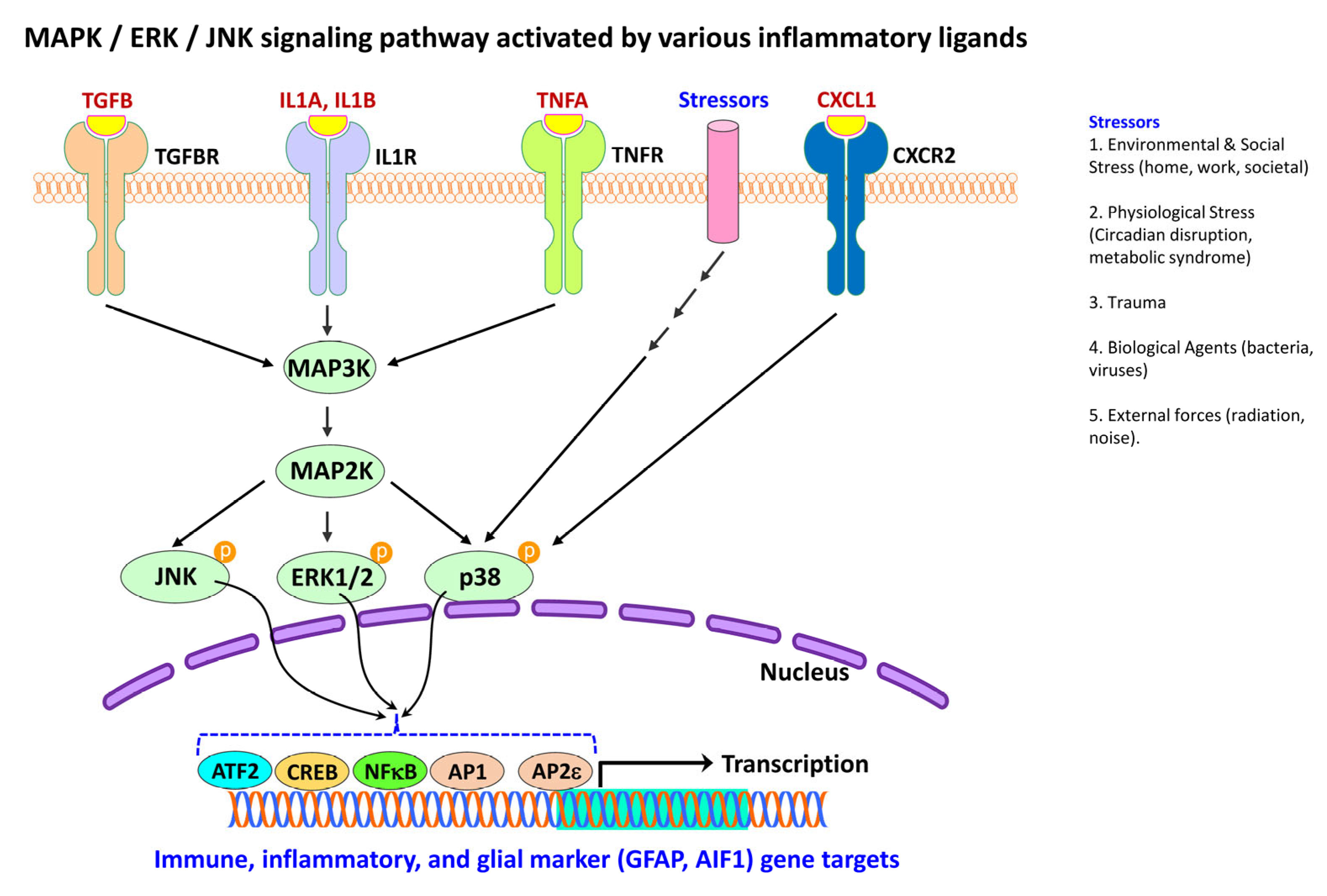 Ijms 24 02272 g008 Ijms 24 02272 g008