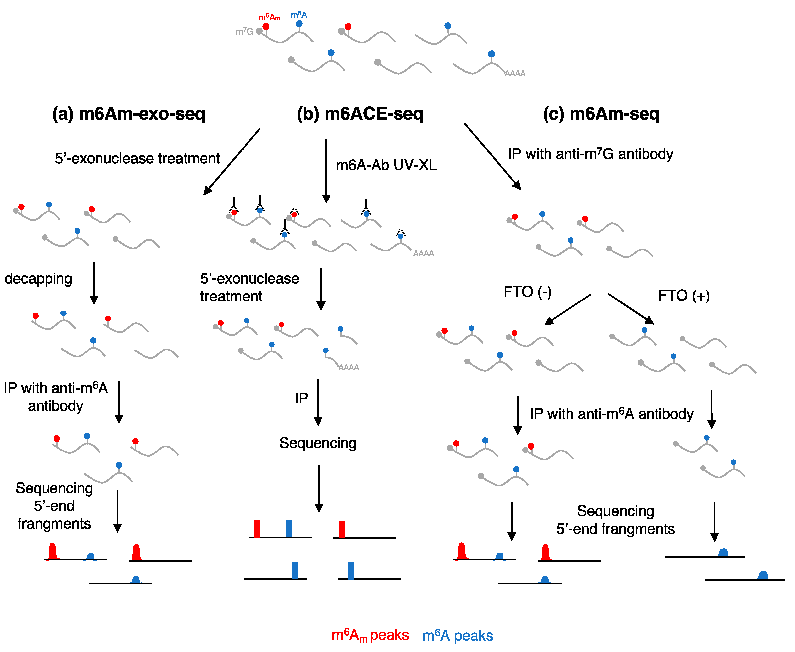 Ijms 24 02277 g002 Ijms 24 02277 g002