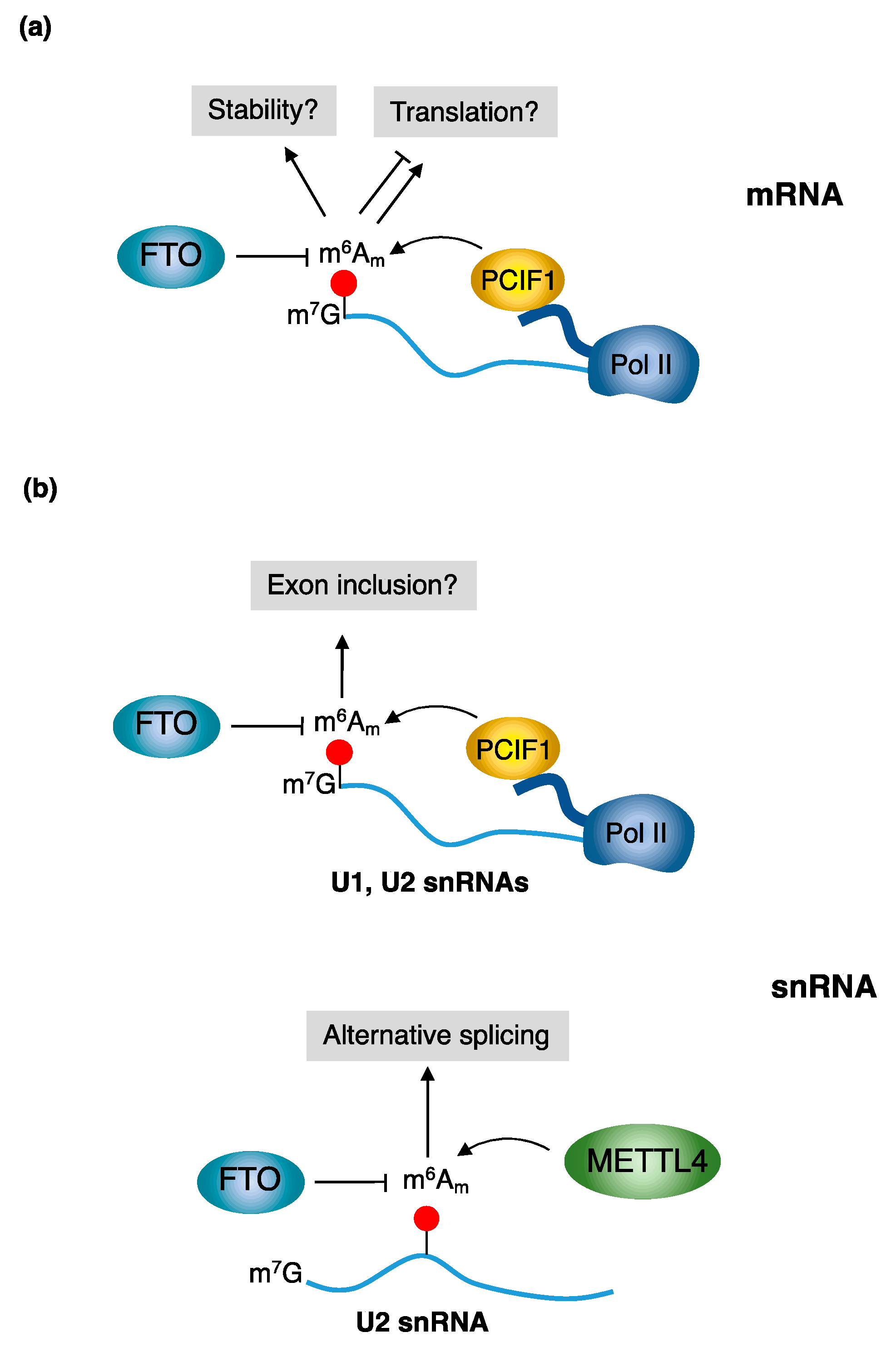 Ijms 24 02277 g003 Ijms 24 02277 g003