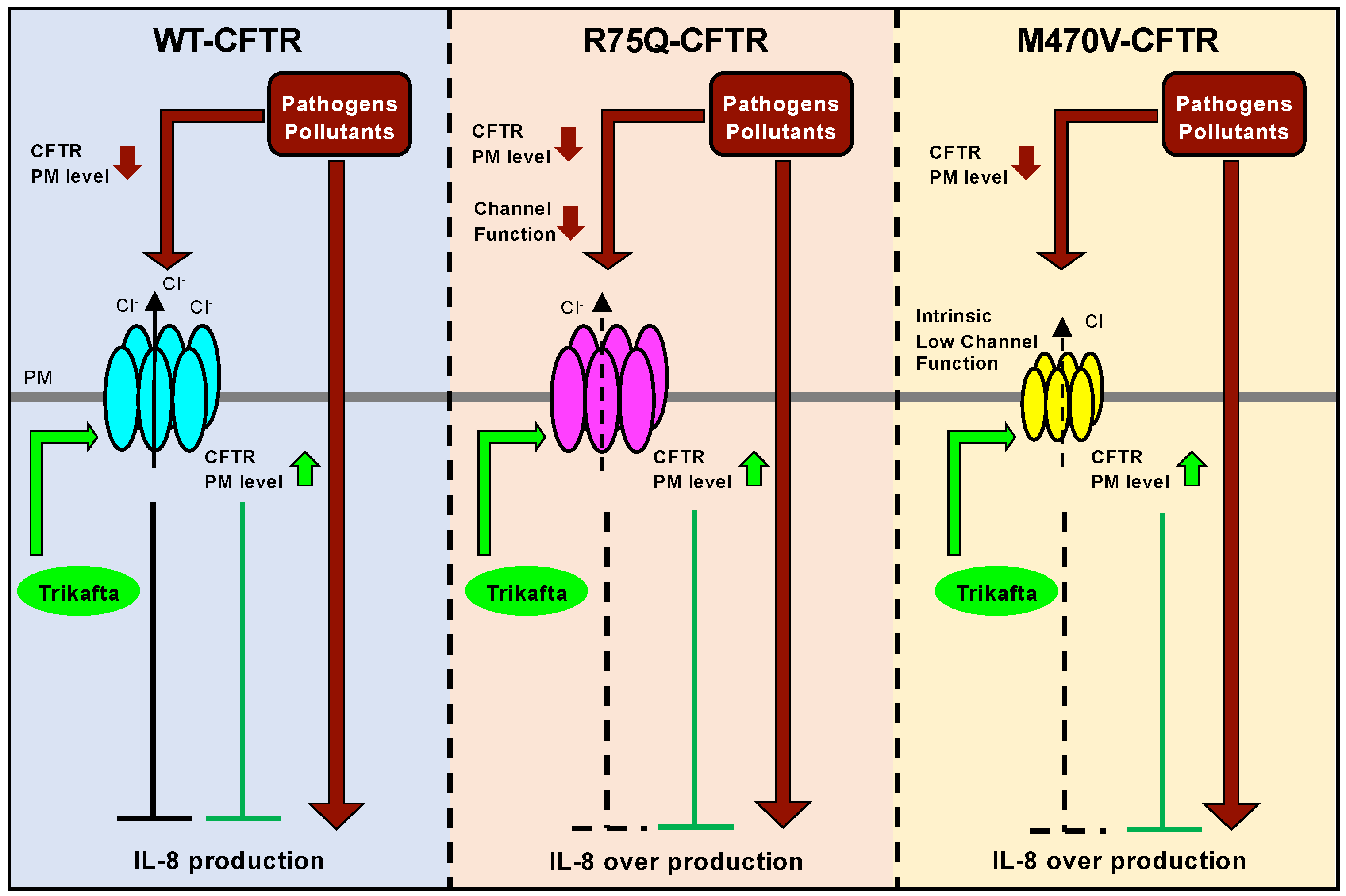 Ijms 24 02305 g009 Ijms 24 02305 g009