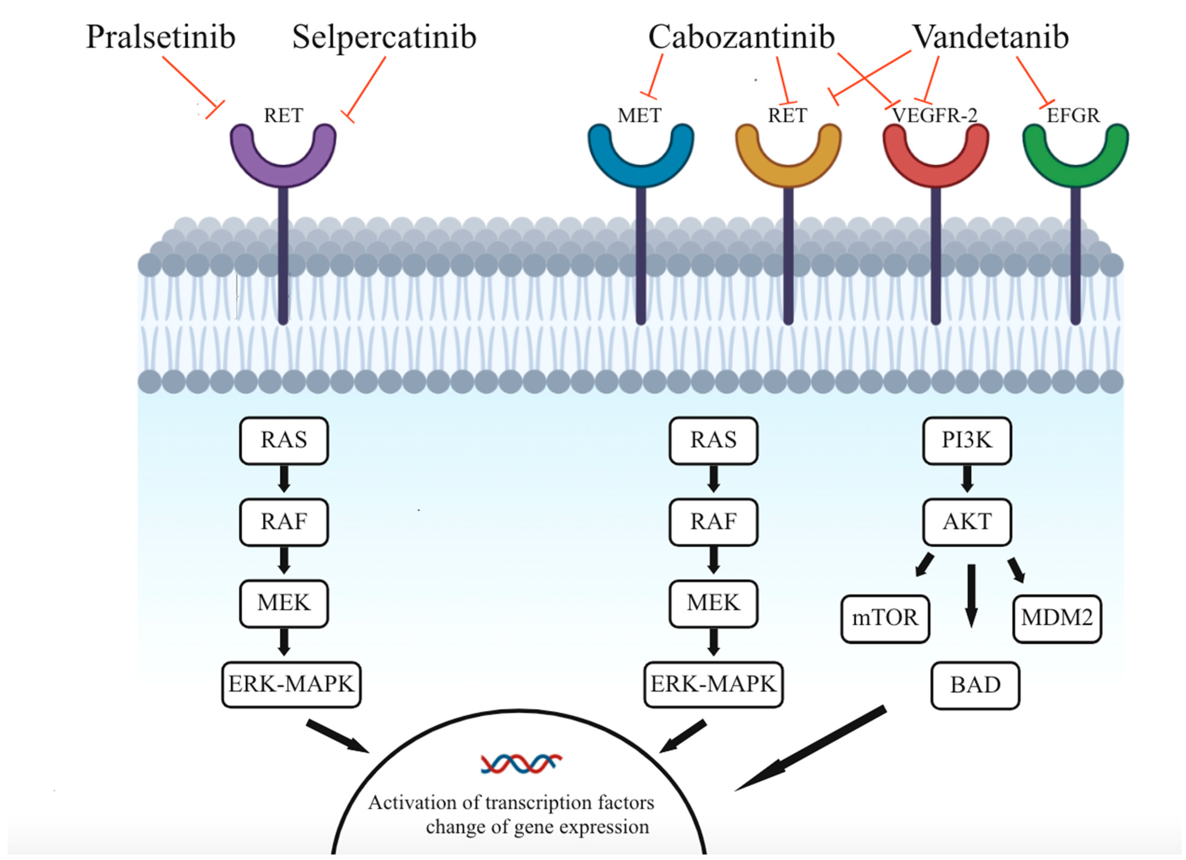 Ijms 24 02312 g001 Ijms 24 02312 g001
