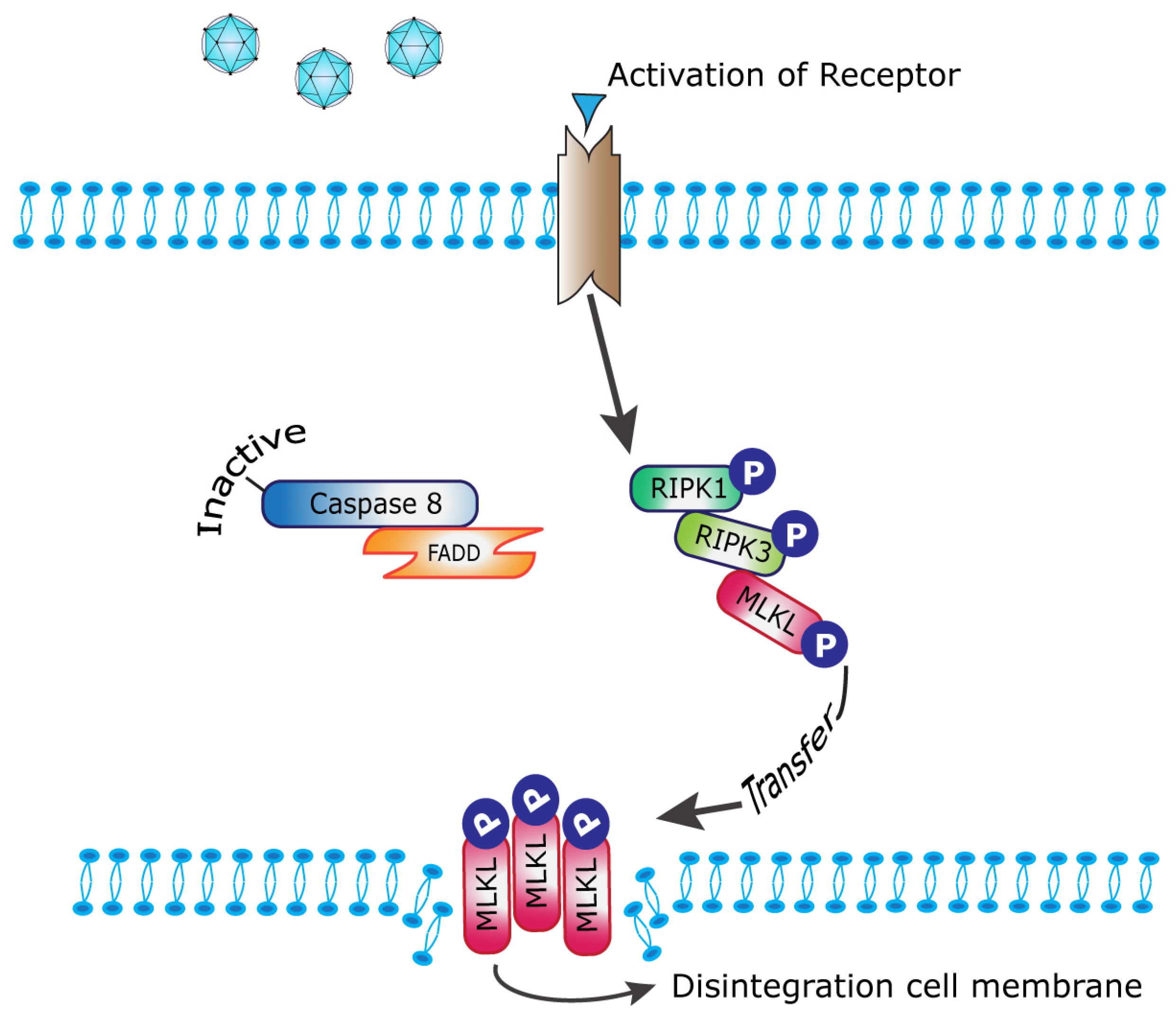 Ijms 24 02320 g001 Ijms 24 02320 g001
