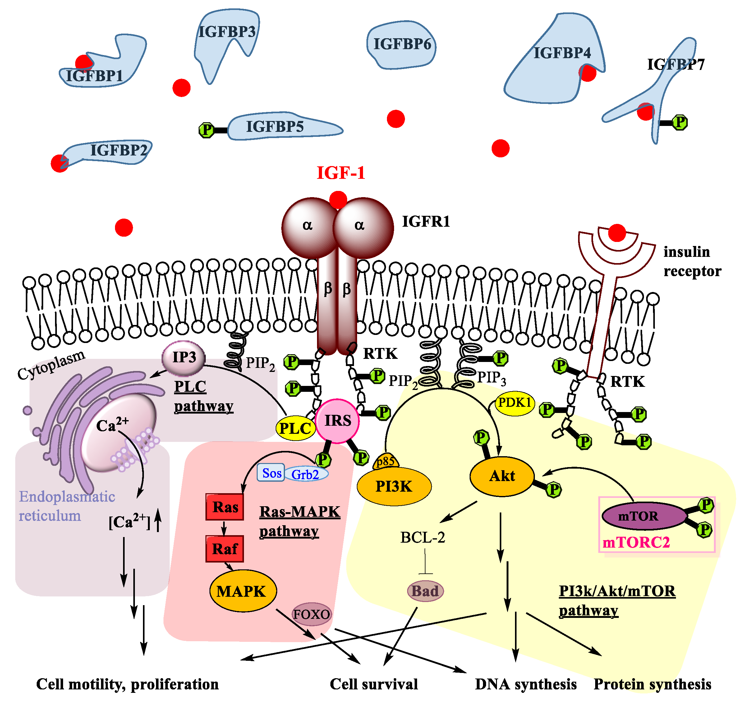 Ijms 24 02370 g001 Ijms 24 02370 g001