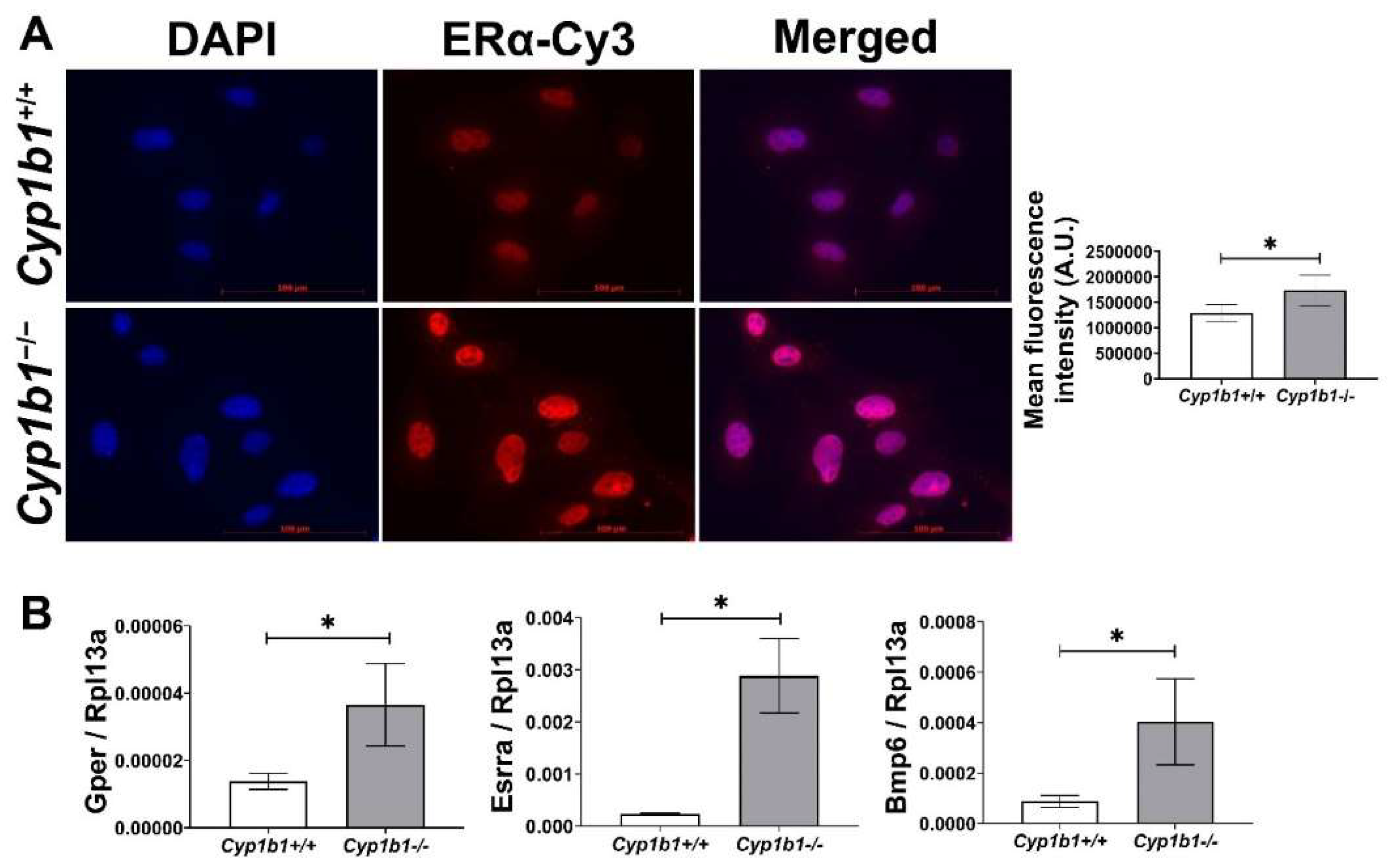 Ijms 24 02420 g001 Ijms 24 02420 g001
