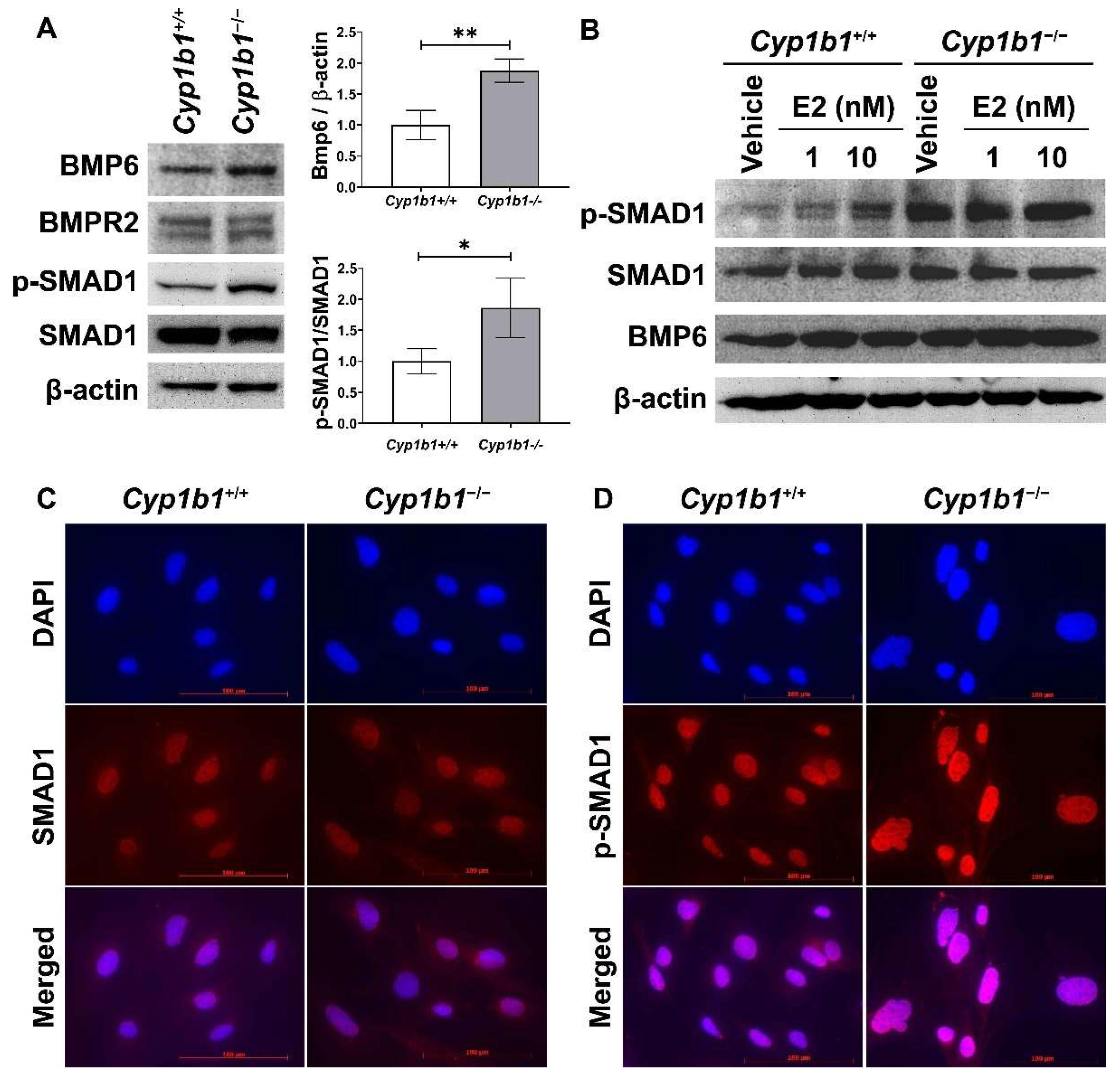 Ijms 24 02420 g002 Ijms 24 02420 g002