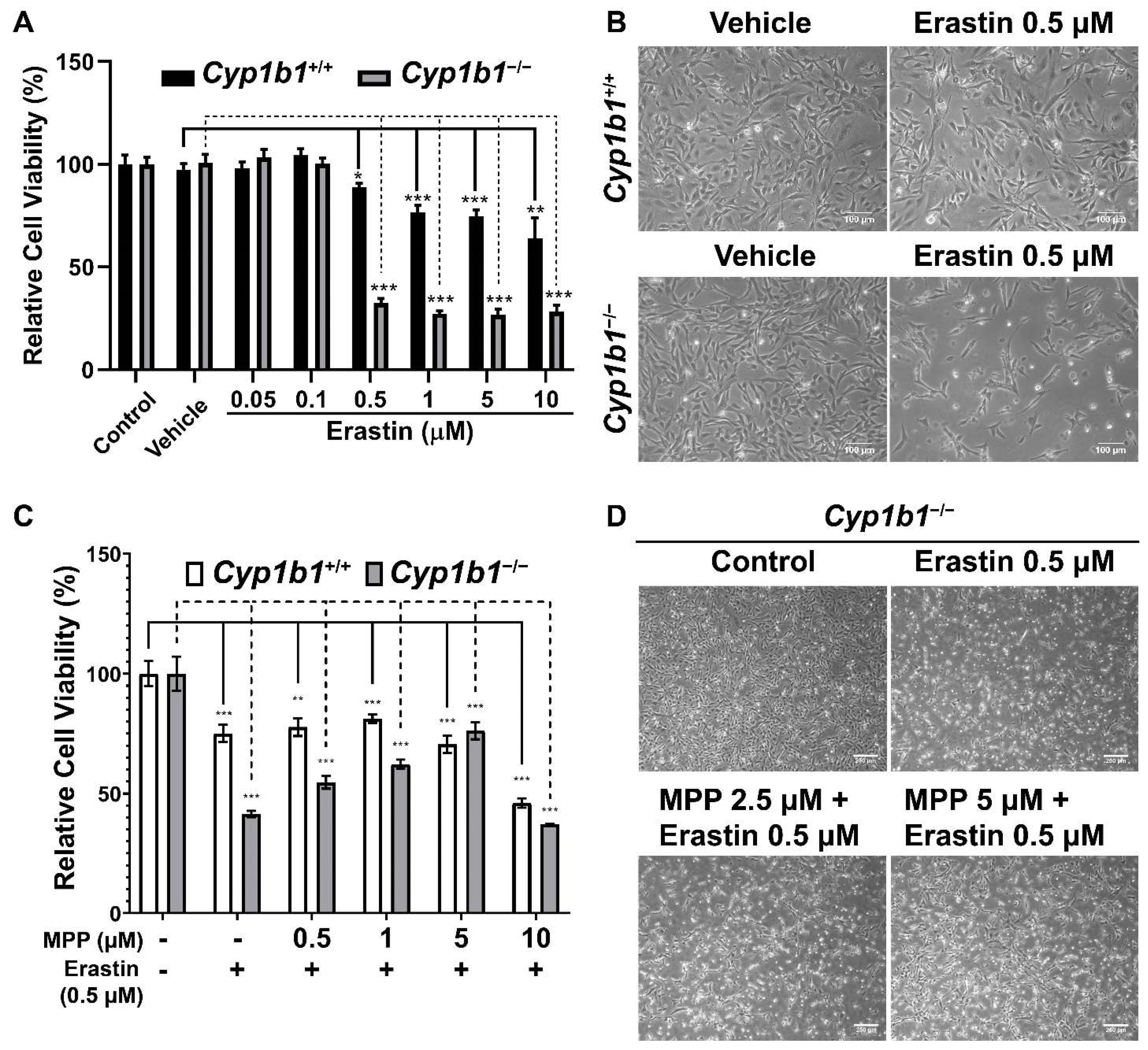Ijms 24 02420 g007 Ijms 24 02420 g007