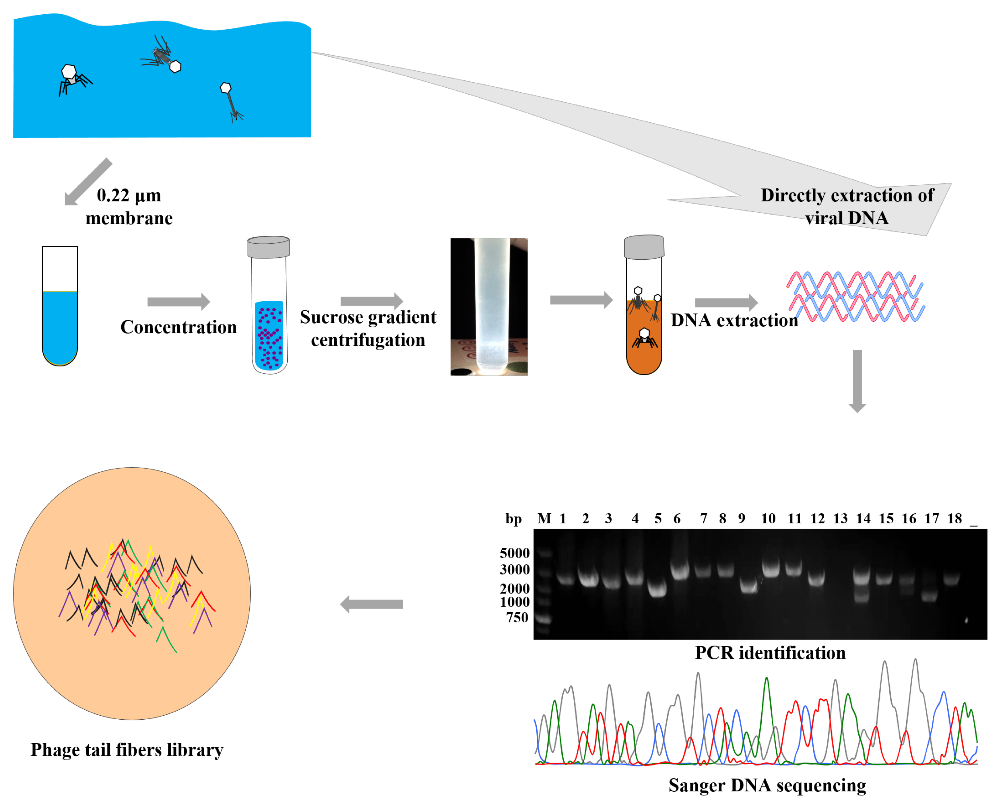 Ijms 24 02459 g002 Ijms 24 02459 g002