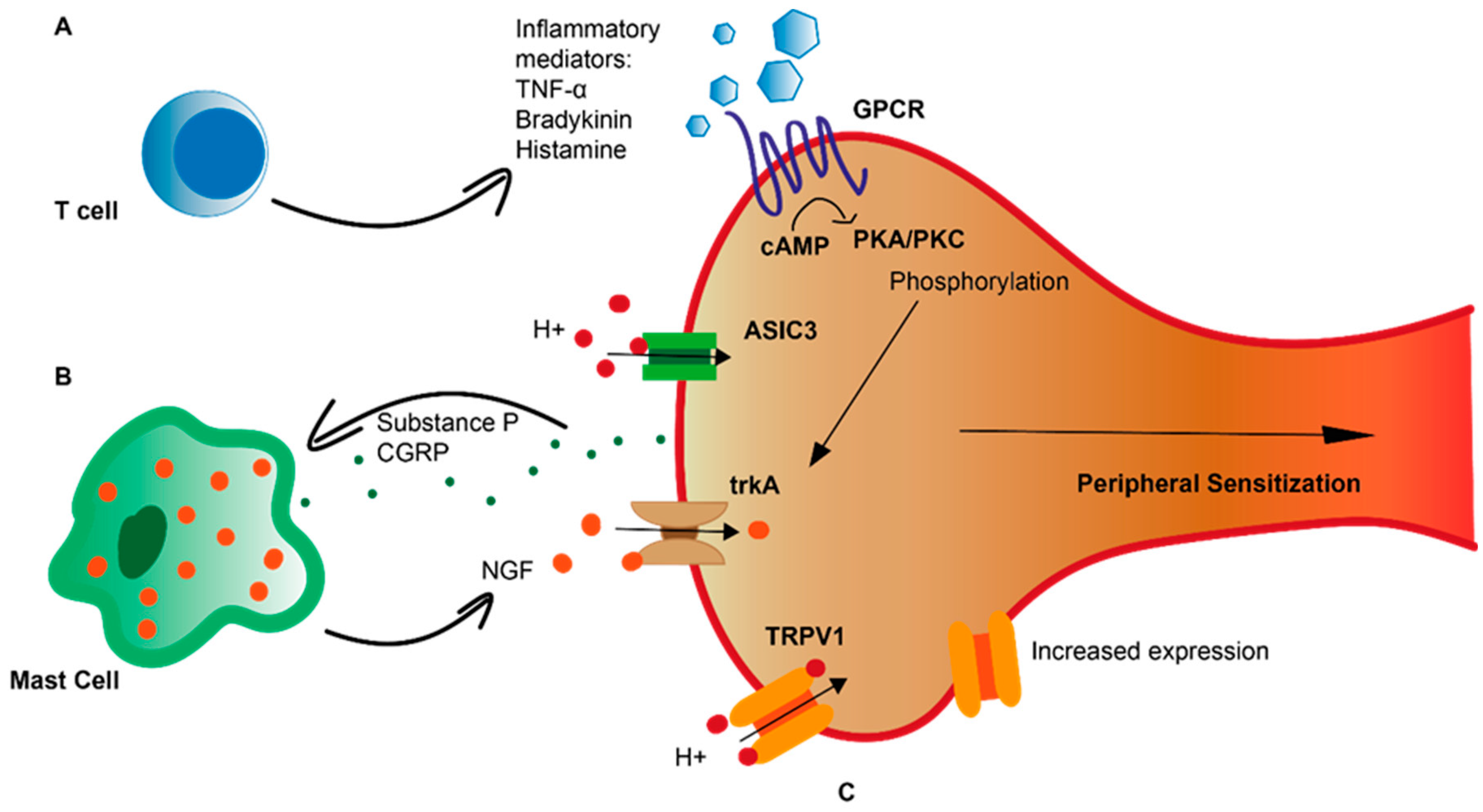 Ijms 24 02502 g001 Ijms 24 02502 g001