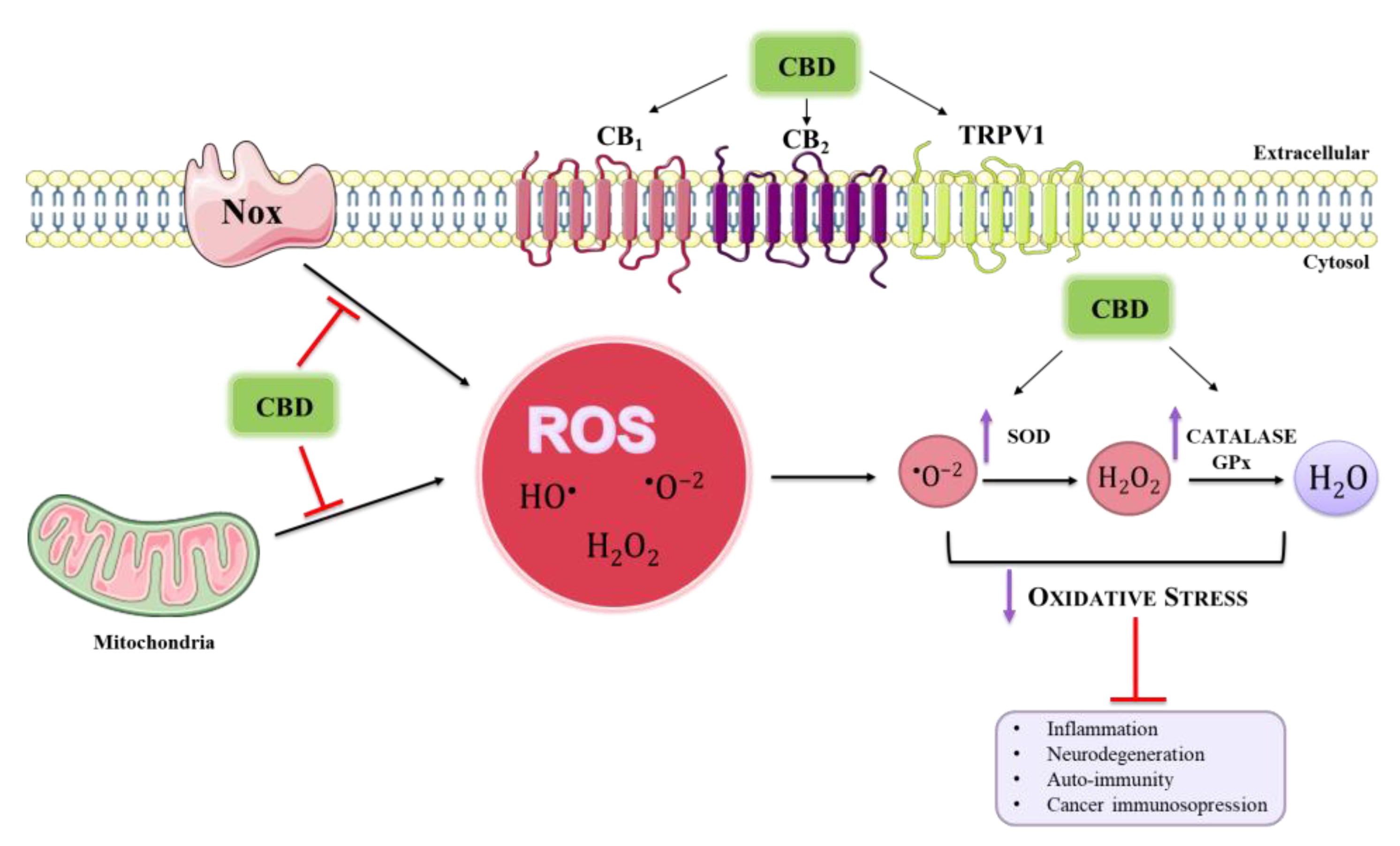 Ijms 24 02513 g002 Ijms 24 02513 g002