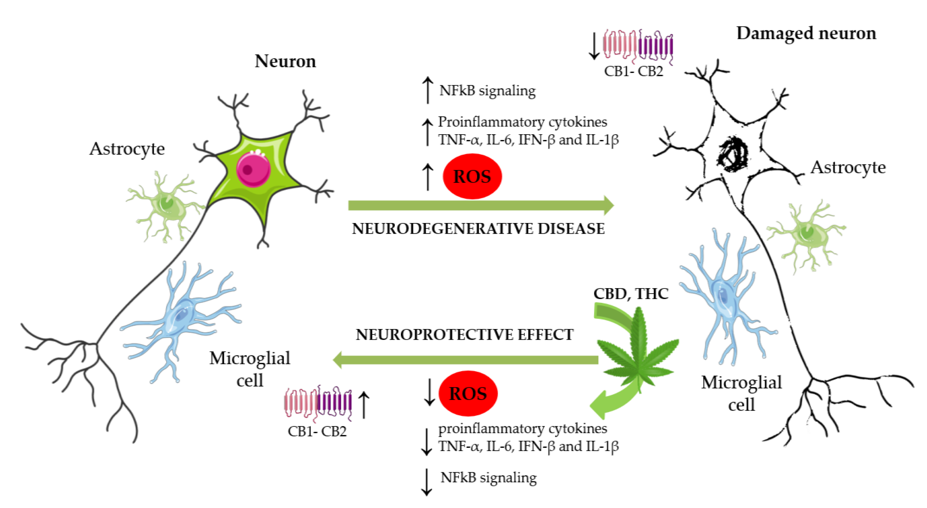Ijms 24 02513 g003 Ijms 24 02513 g003