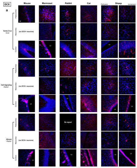 Ijms 24 02514 g005a Ijms 24 02514 g005a