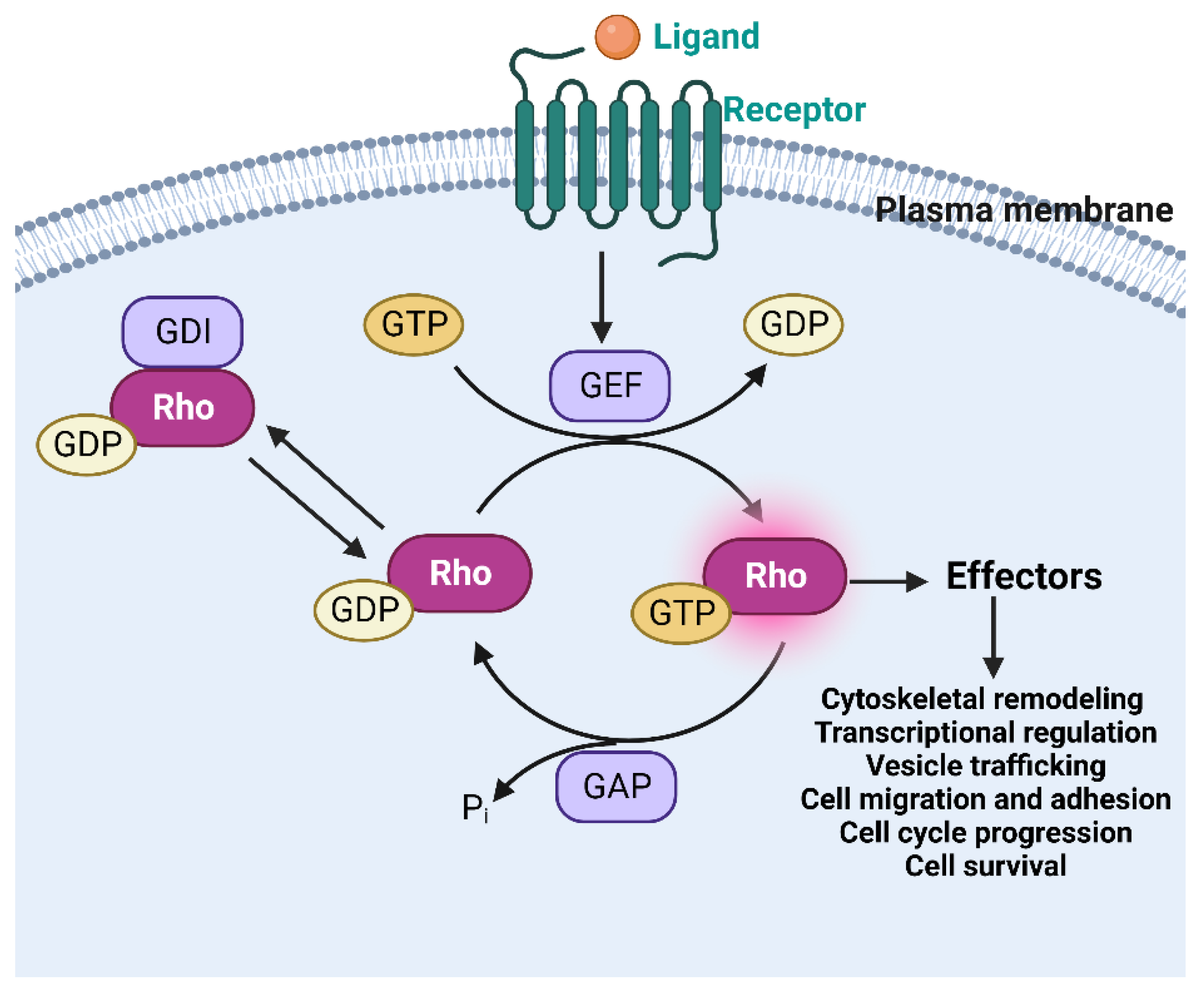 Ijms 24 02519 g001 Ijms 24 02519 g001