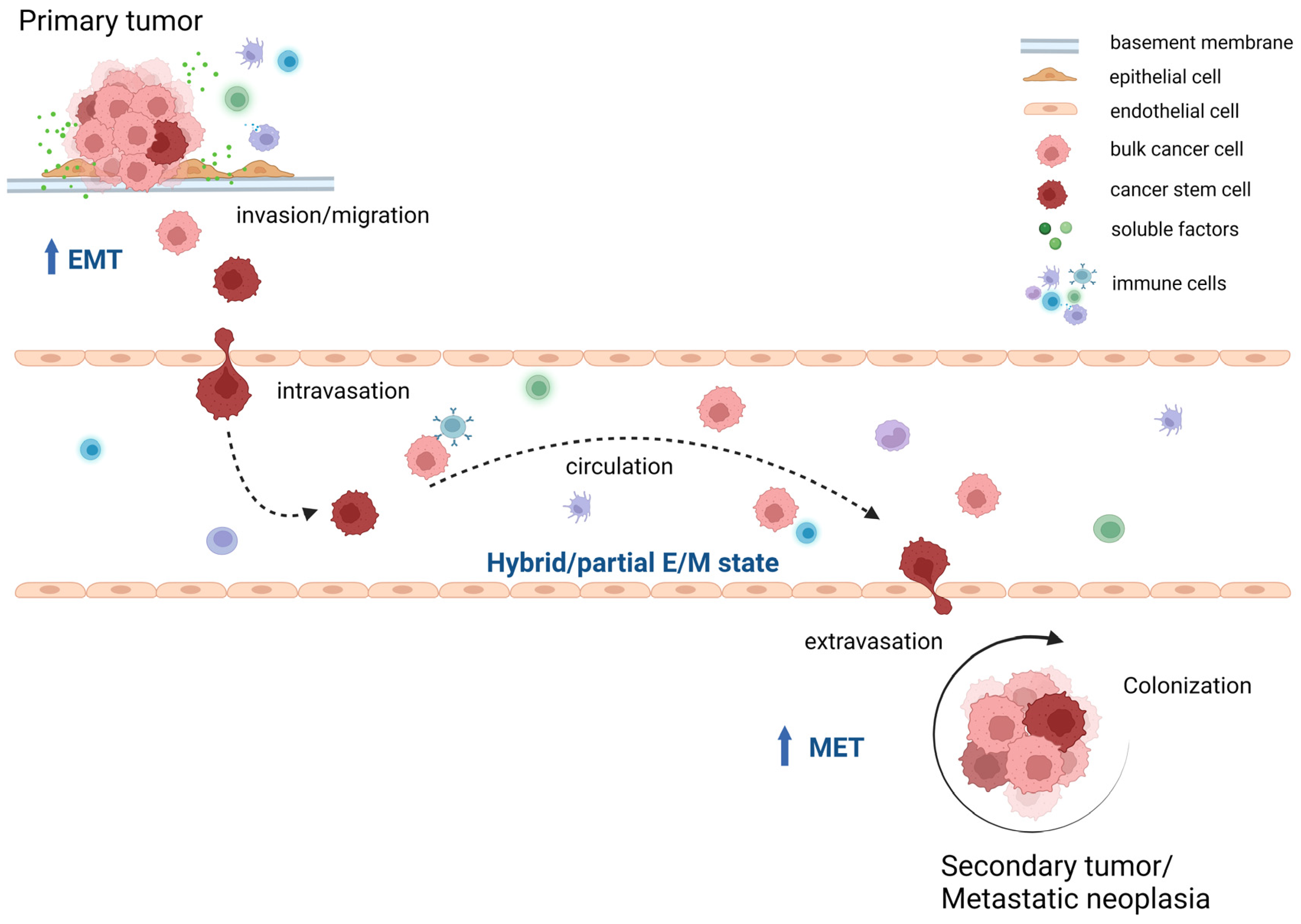Ijms 24 02555 g005 Ijms 24 02555 g005