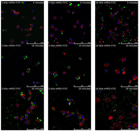 Ijms 24 02565 g0a1a Ijms 24 02565 g0a1a
