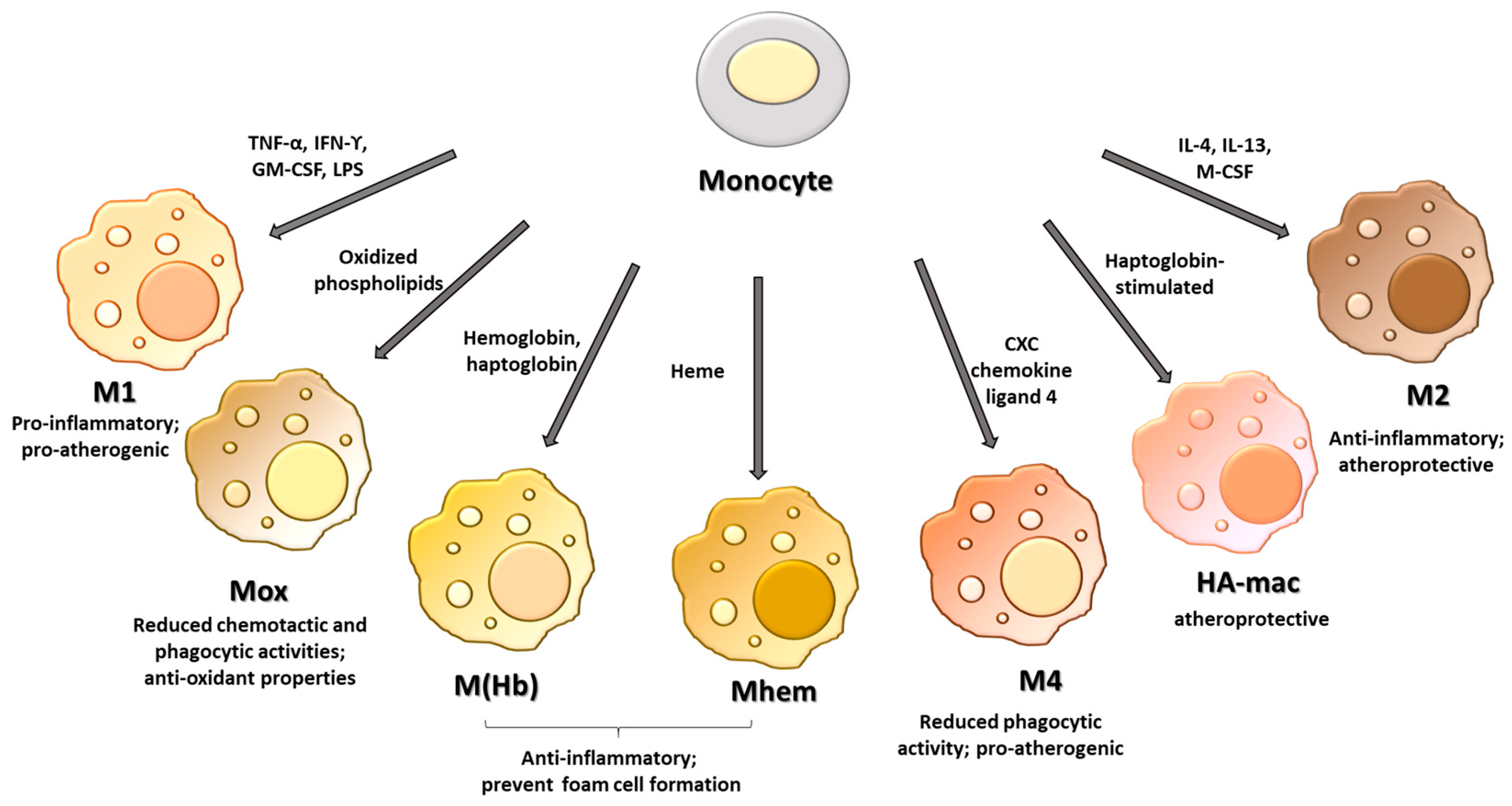 Ijms 24 02613 g001 Ijms 24 02613 g001