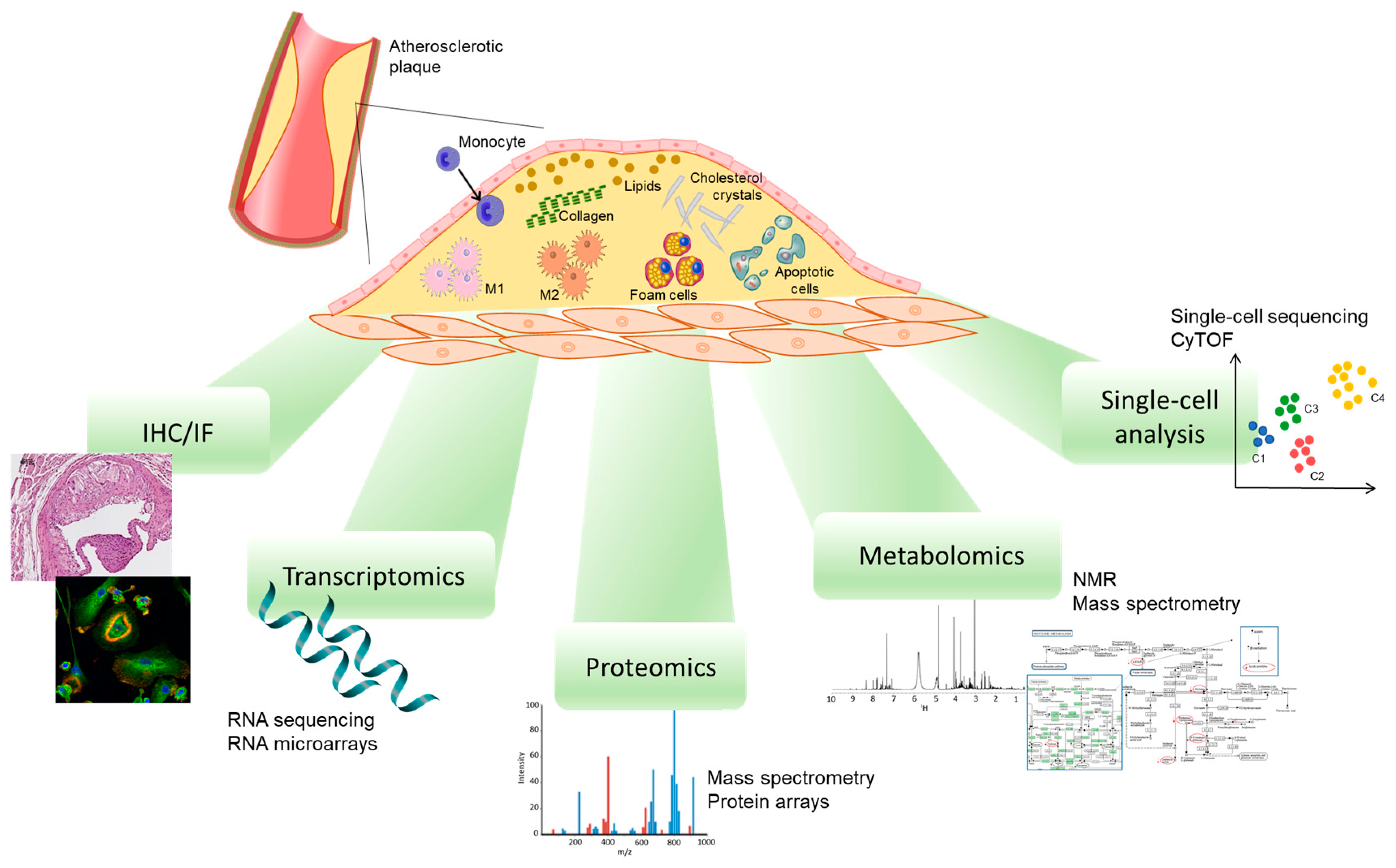 Ijms 24 02613 g002 Ijms 24 02613 g002