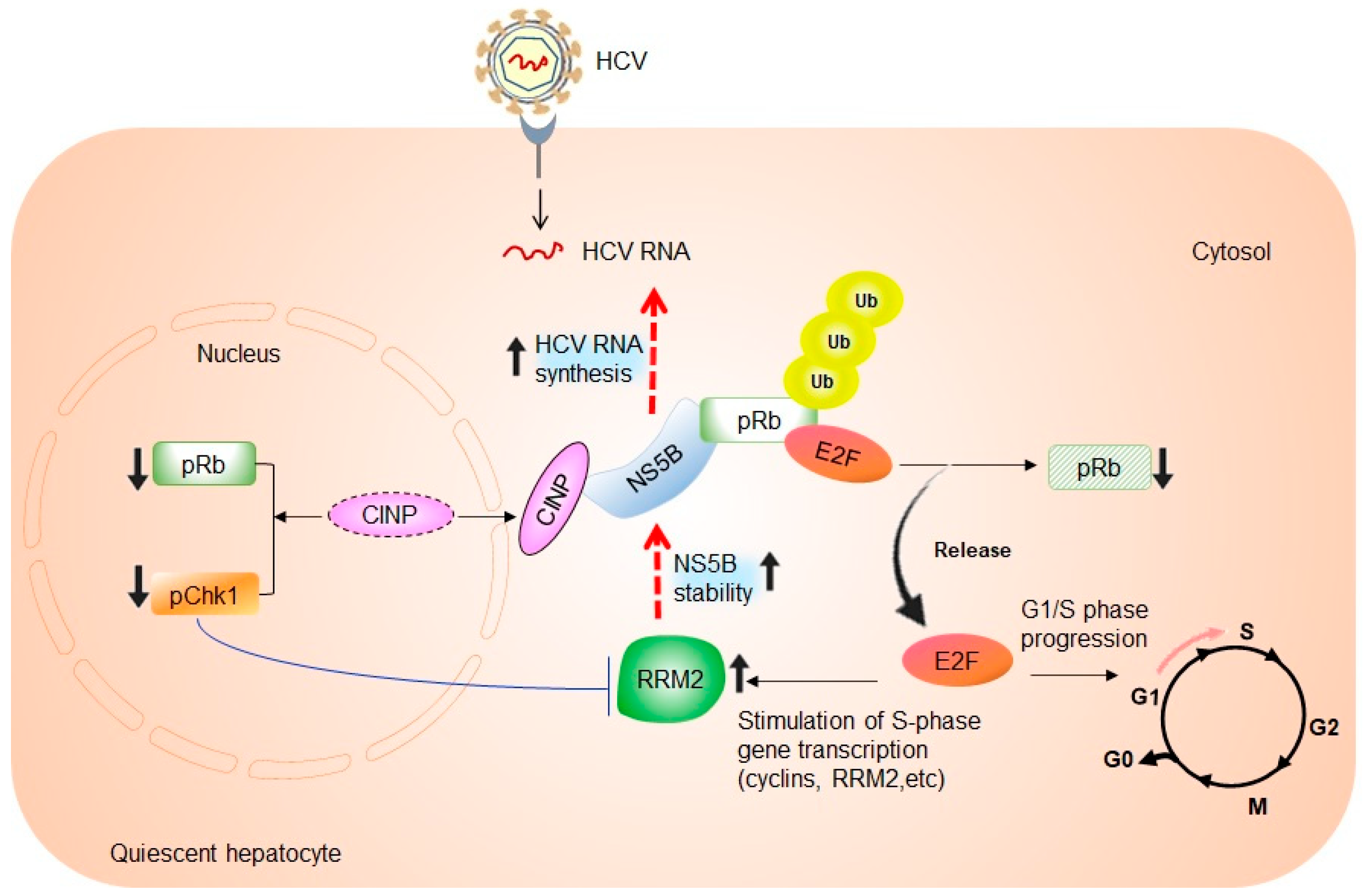 Ijms 24 02619 g001 Ijms 24 02619 g001