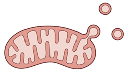 Ijms 24 02637 i002 Ijms 24 02637 i002