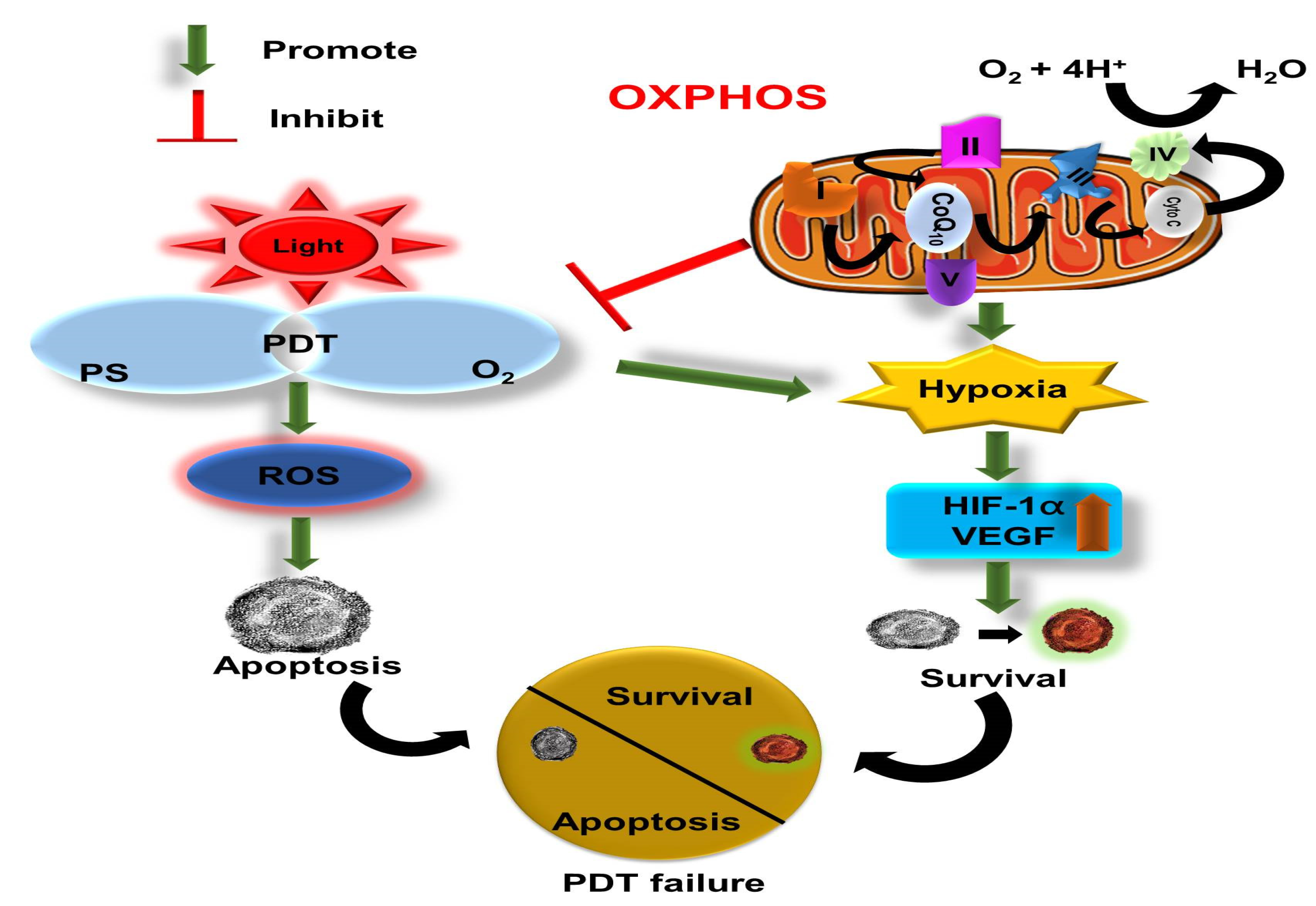 Ijms 24 02656 g004 Ijms 24 02656 g004