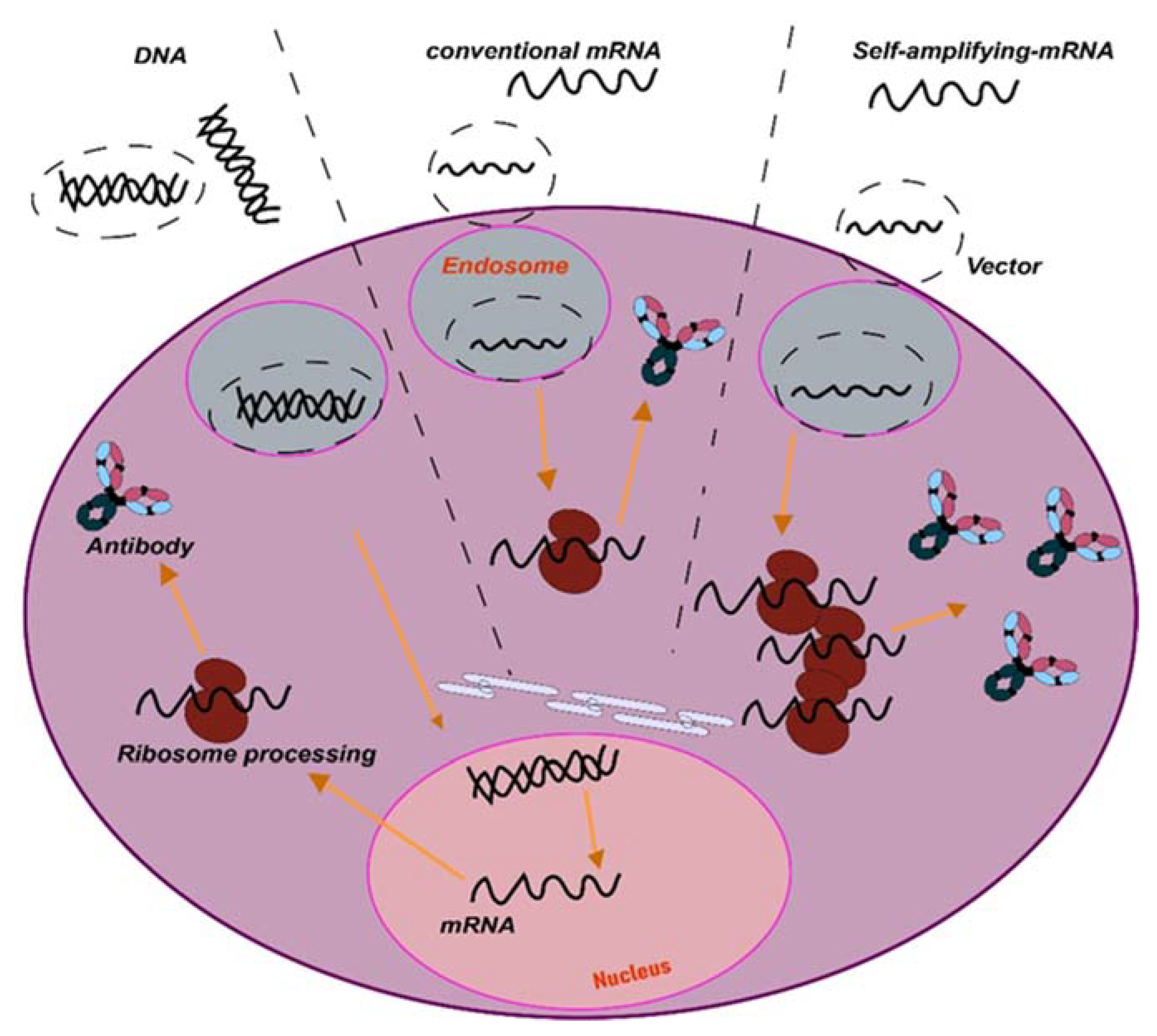 Ijms 24 02676 g002 Ijms 24 02676 g002