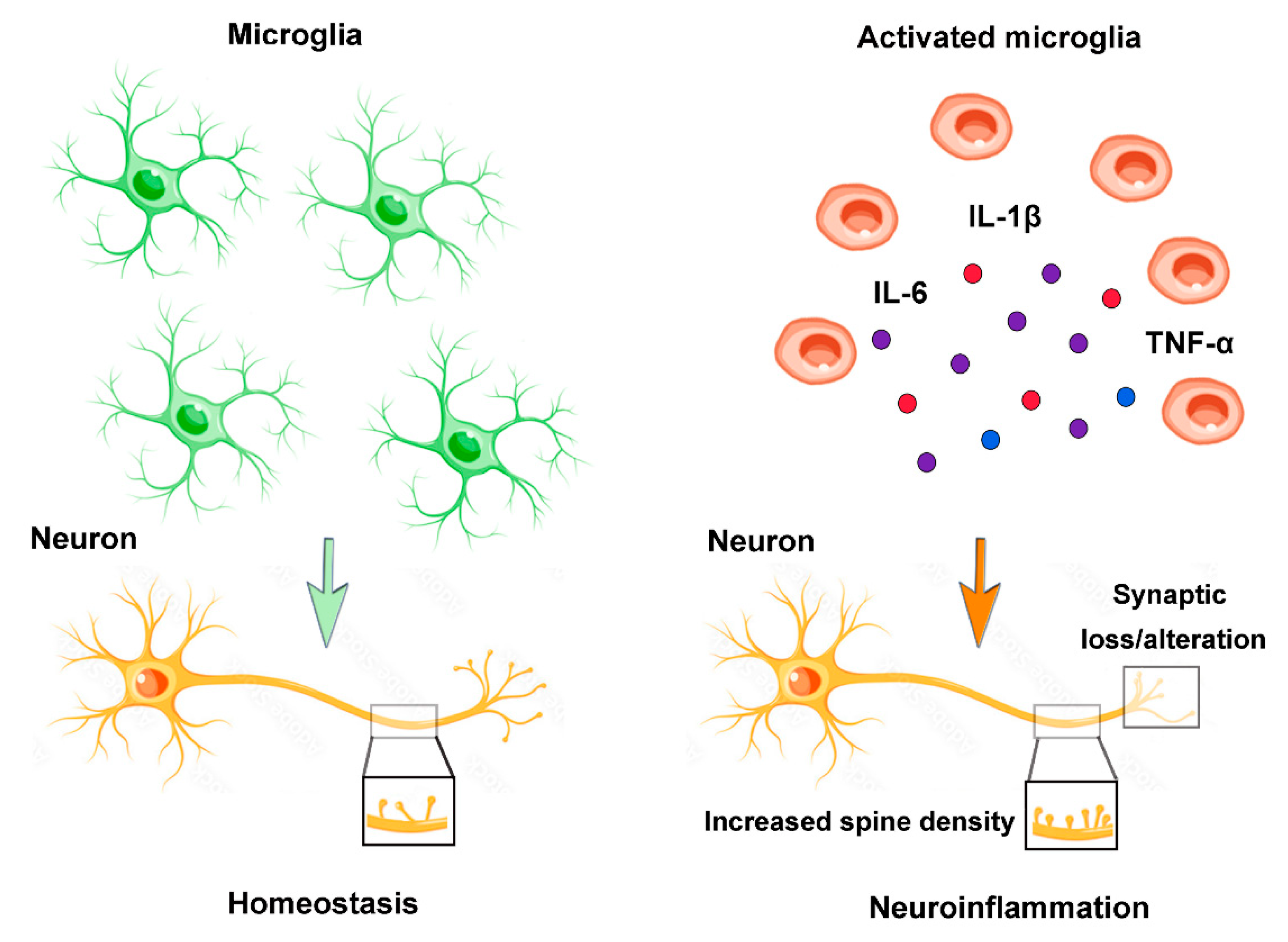Ijms 24 02703 g003 Ijms 24 02703 g003