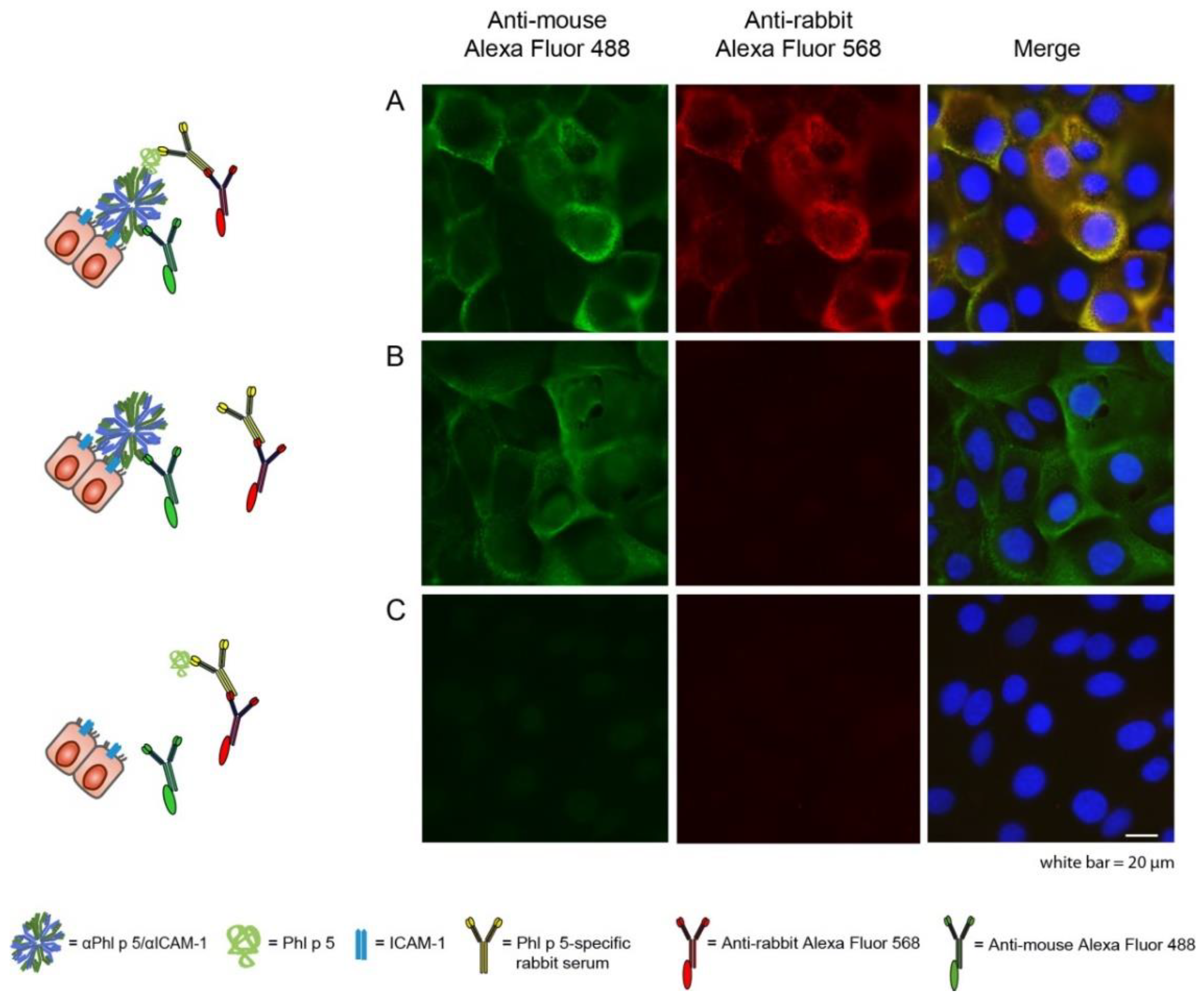 Ijms 24 02725 g003 Ijms 24 02725 g003