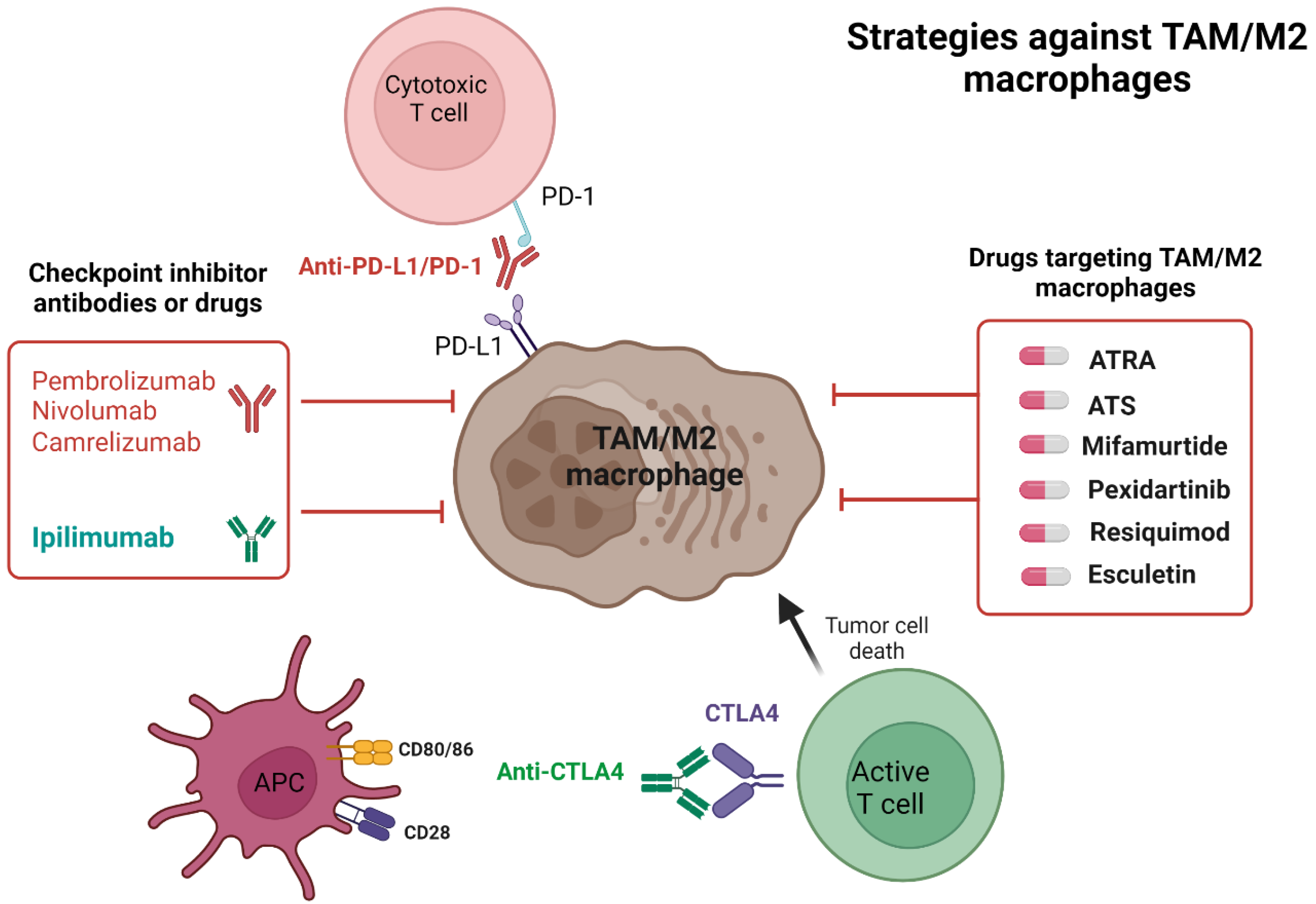 Ijms 24 02858 g002 Ijms 24 02858 g002