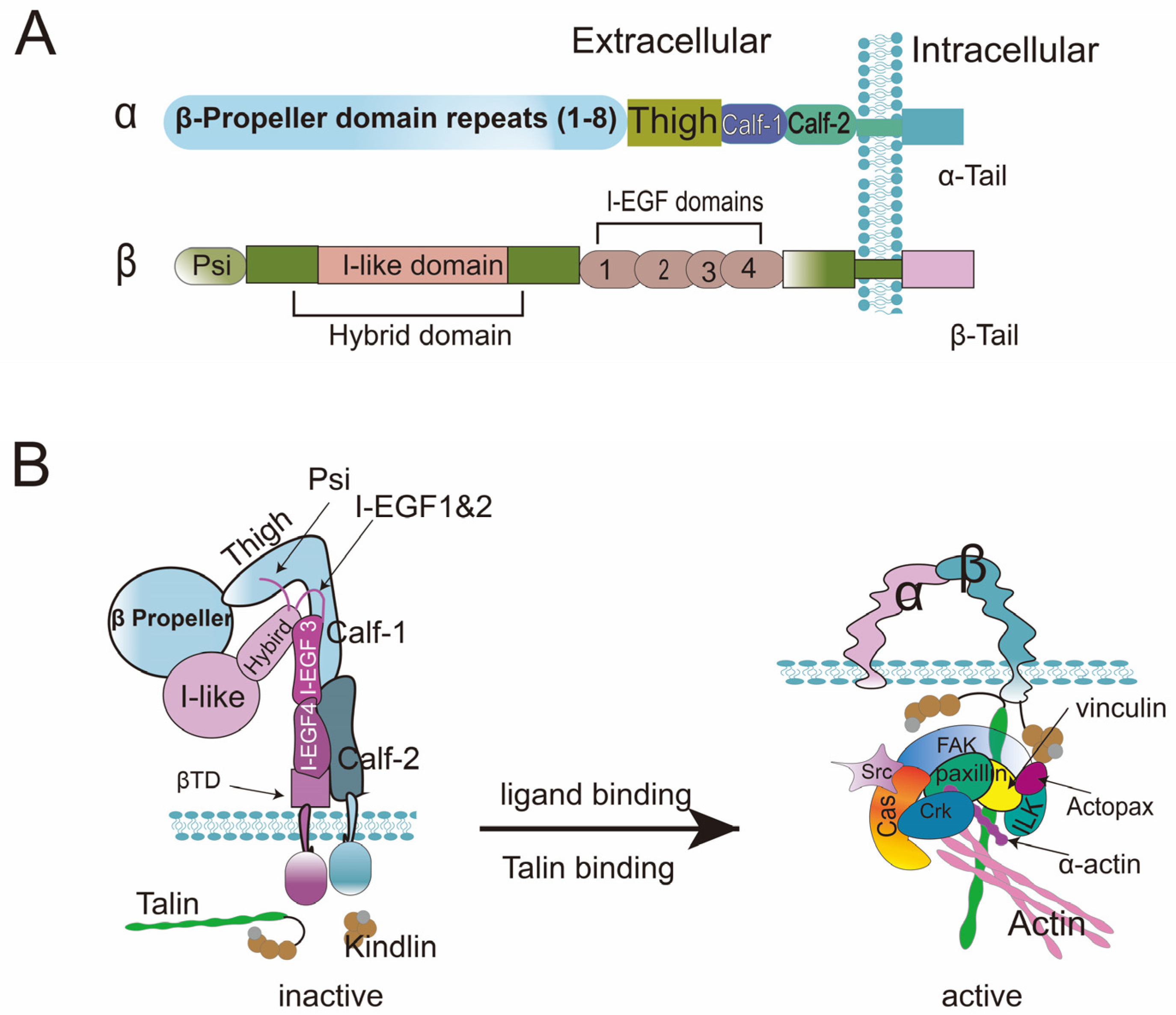 Ijms 24 02870 g001 Ijms 24 02870 g001