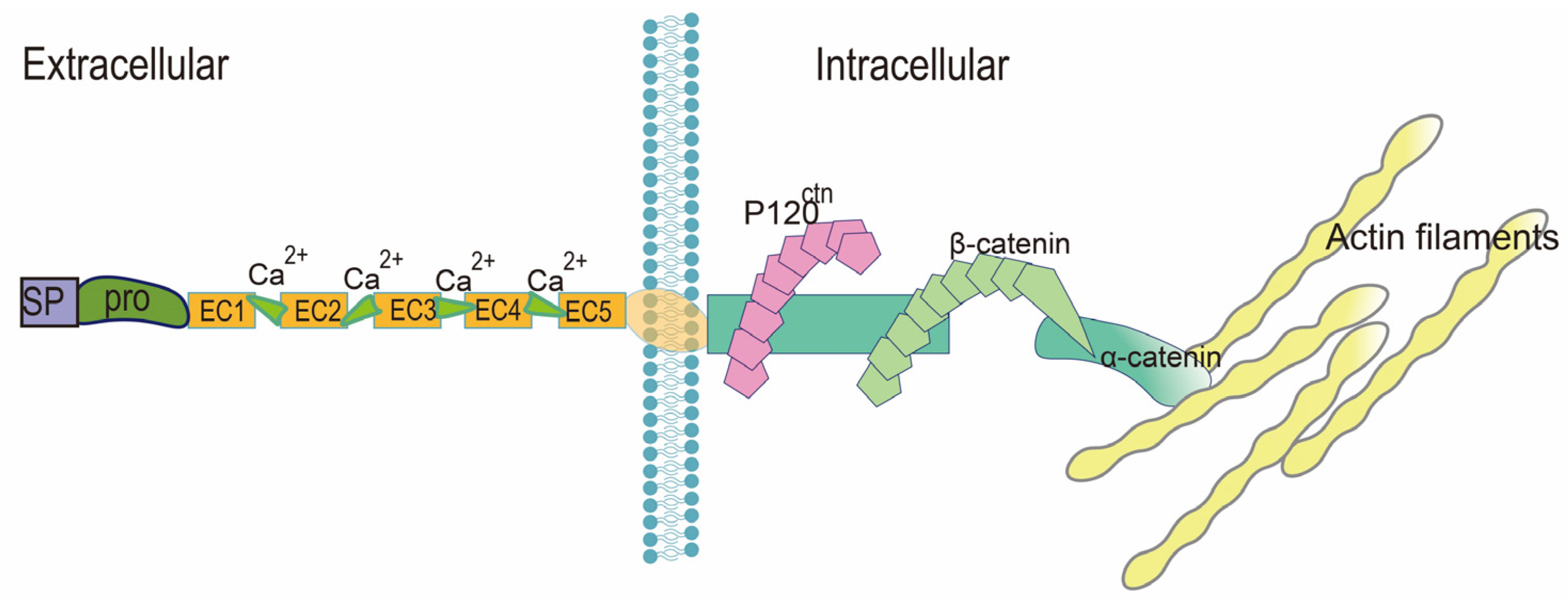 Ijms 24 02870 g002 Ijms 24 02870 g002