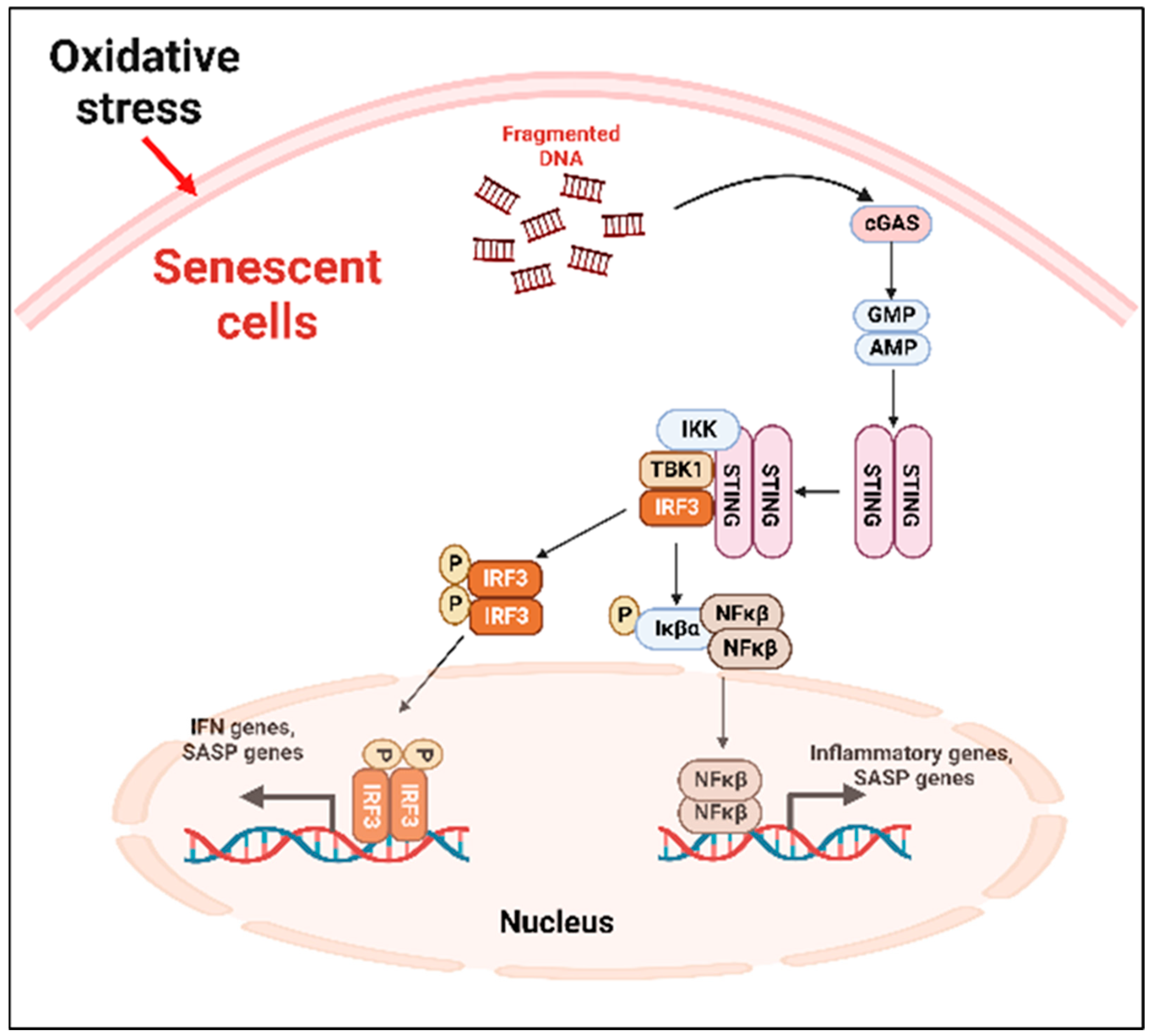 Ijms 24 02877 g002 Ijms 24 02877 g002